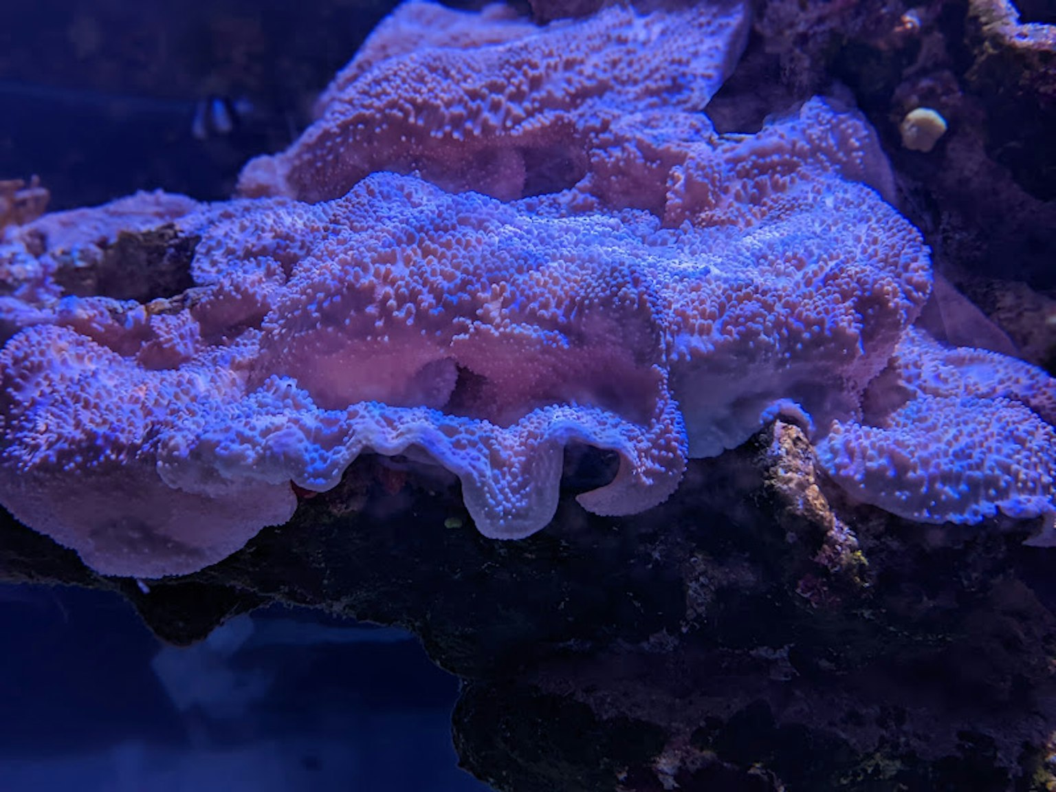 Una bella formazione di corallo illuminata da una luce blu