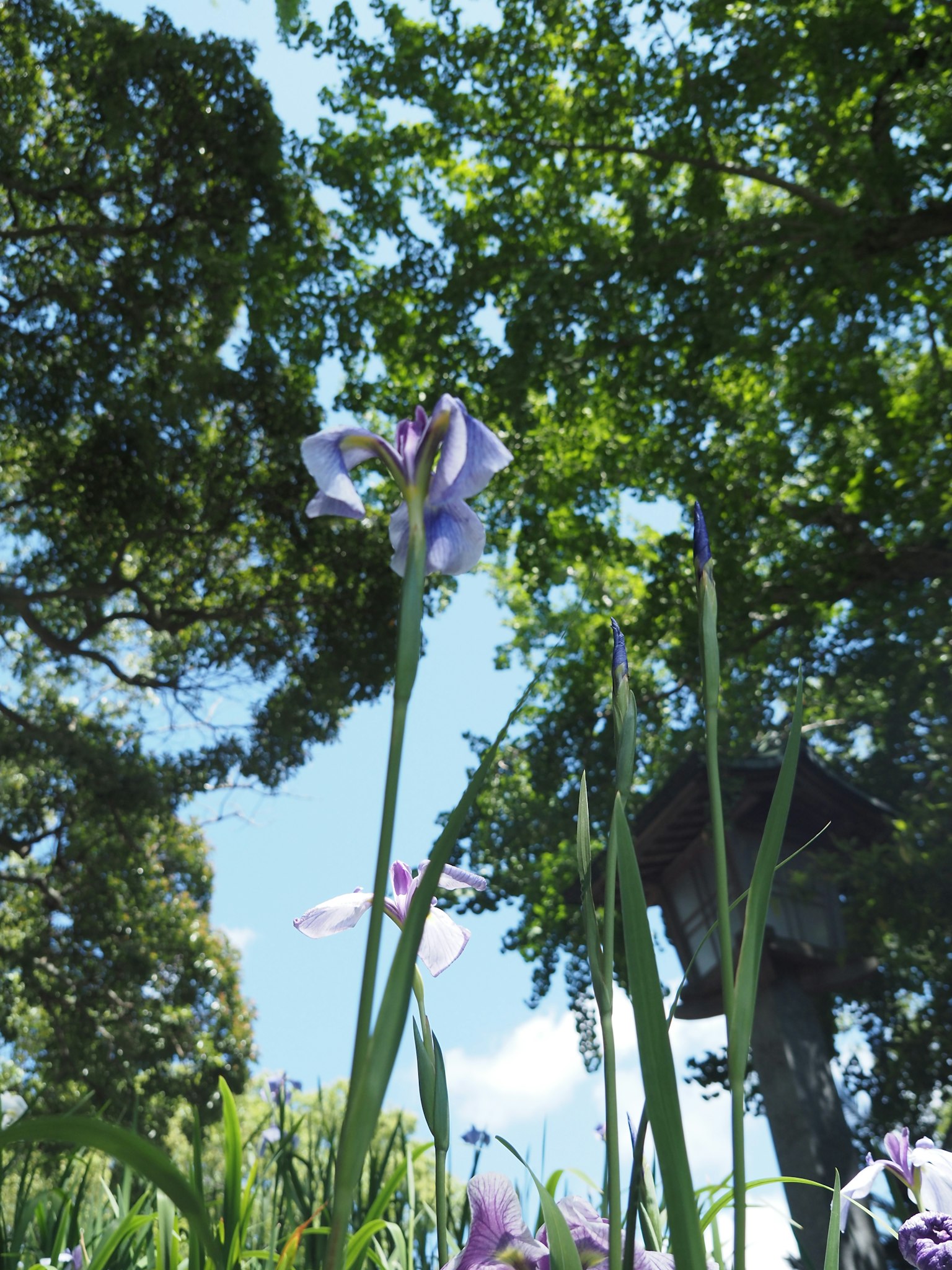 Purple flowers blooming under a blue sky