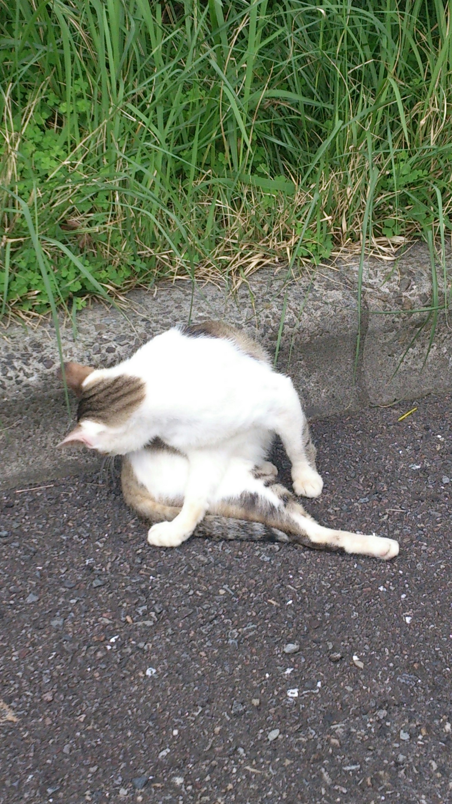 Cat grooming itself by the roadside