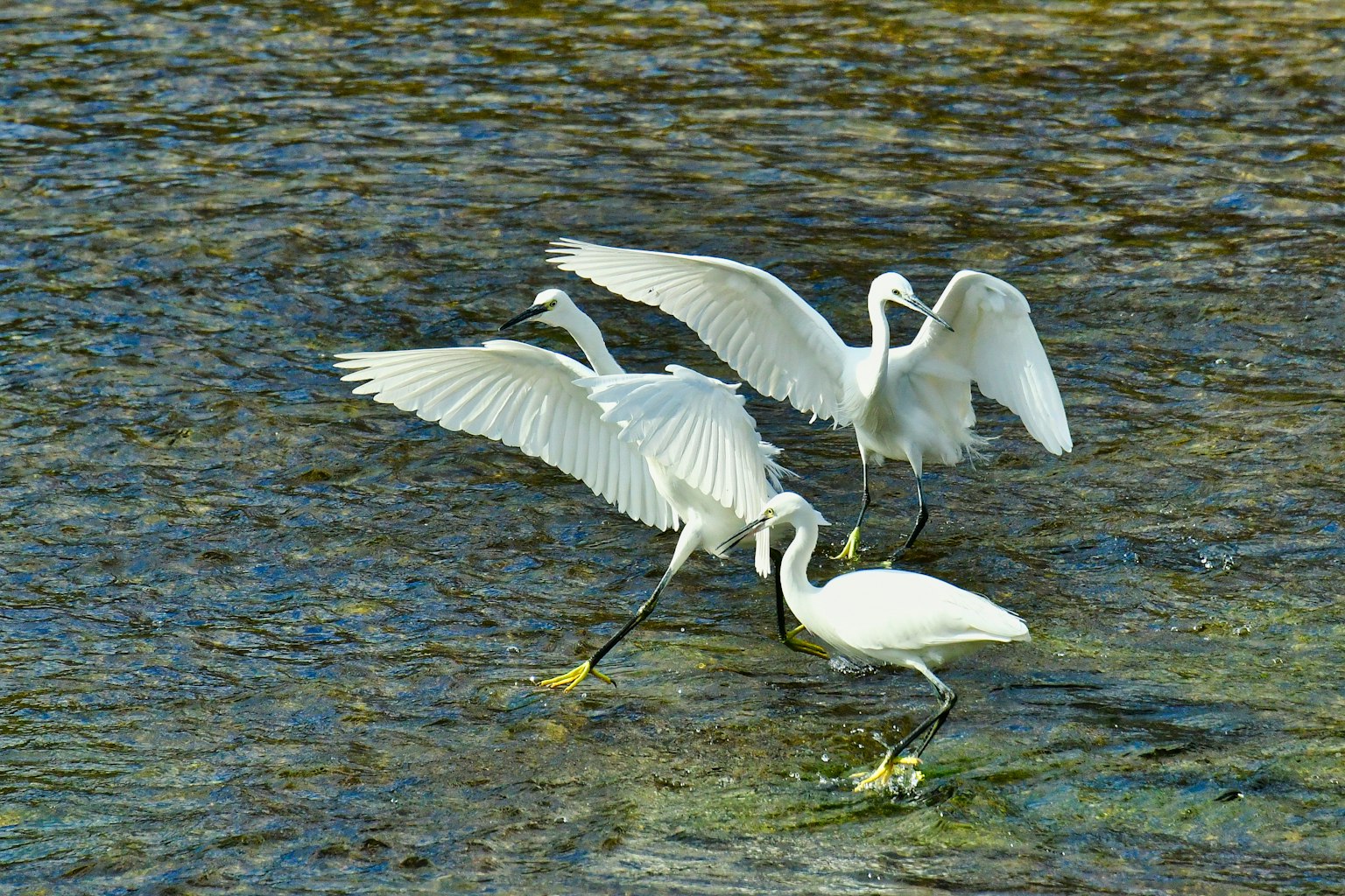 水辺で飛び跳ねる白いサギたち