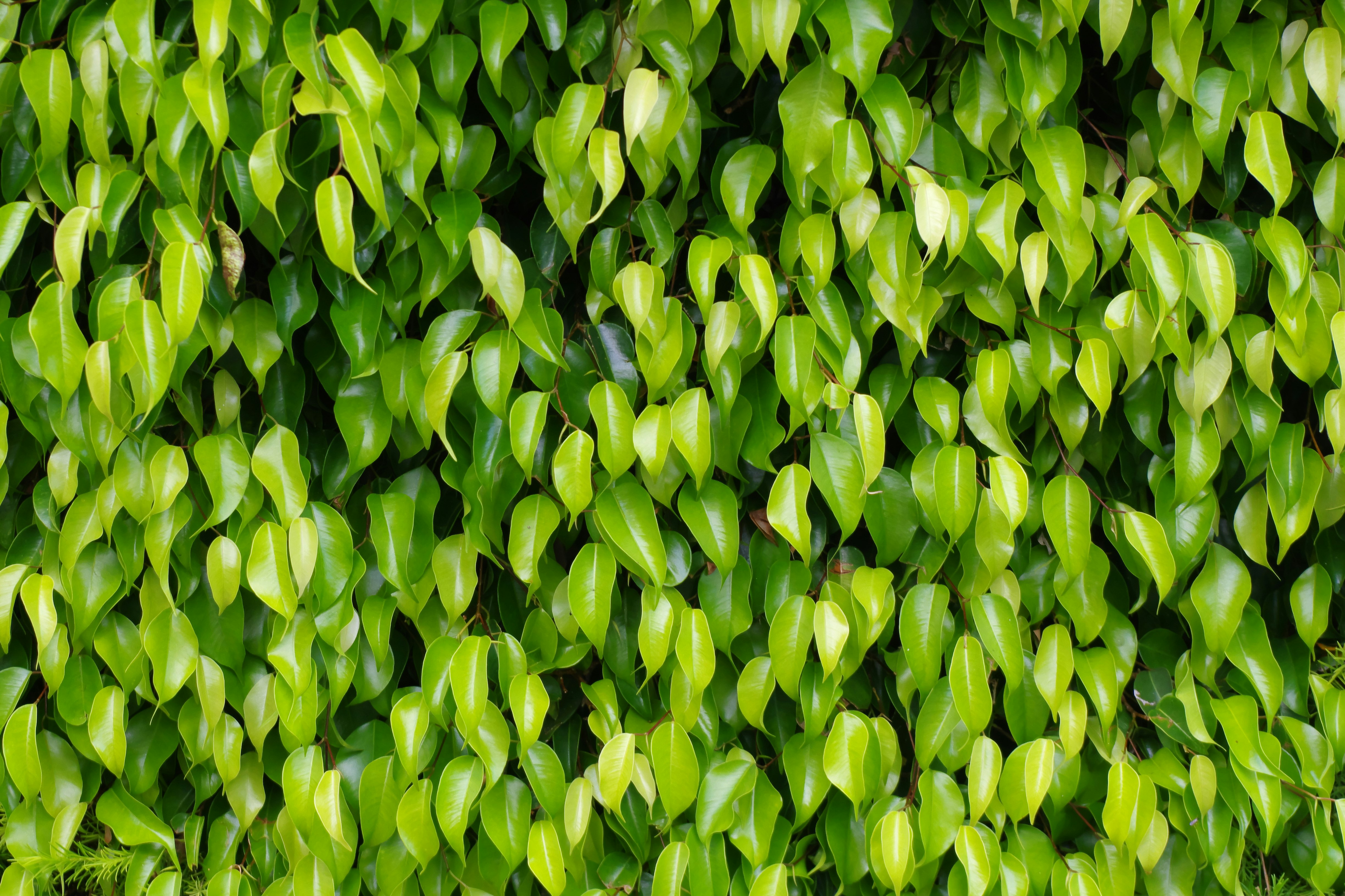 鮮やかな若葉がびっしり茂る植物の壁