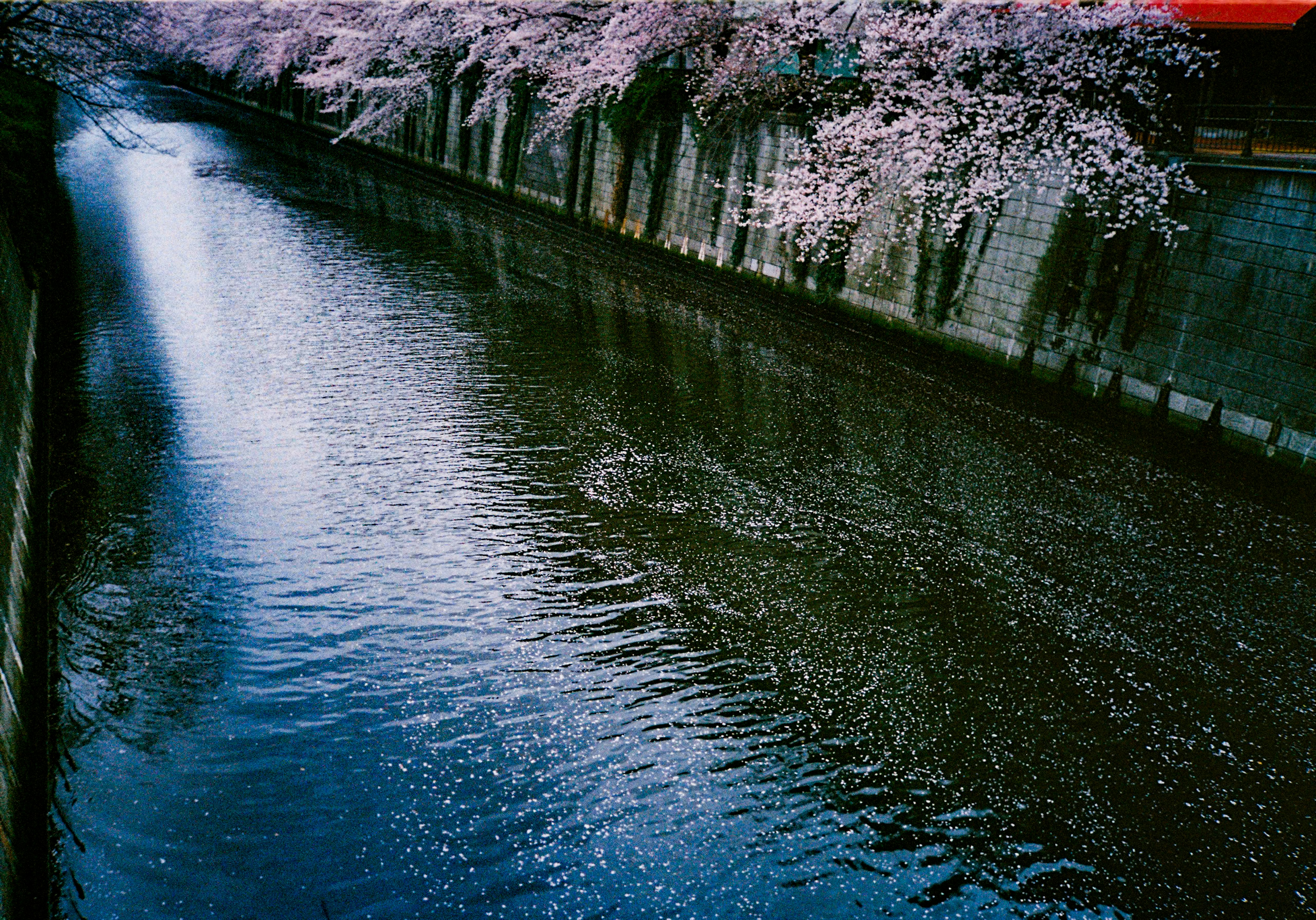 桜並木の続く川沿いの水面と遊歩道