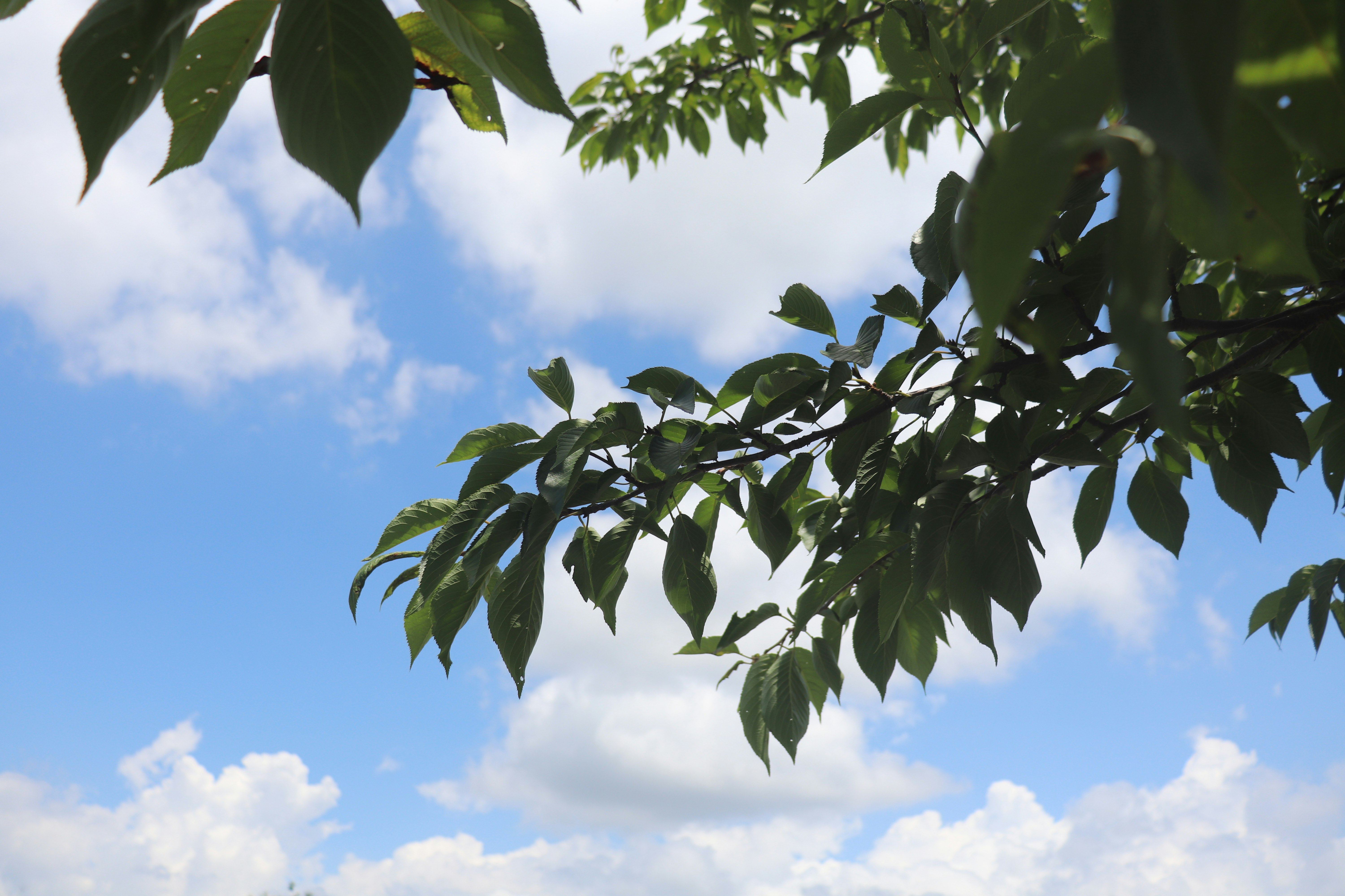 rami e foglie di un albero contro un cielo azzurro
