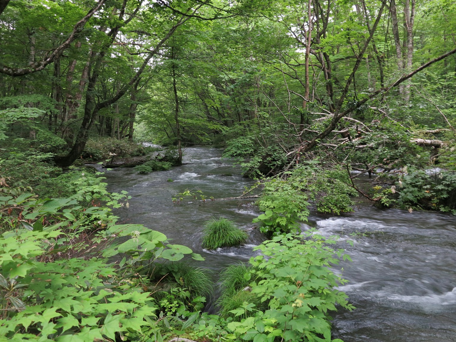 Ein ruhiger Bach, der durch einen üppigen grünen Wald fließt