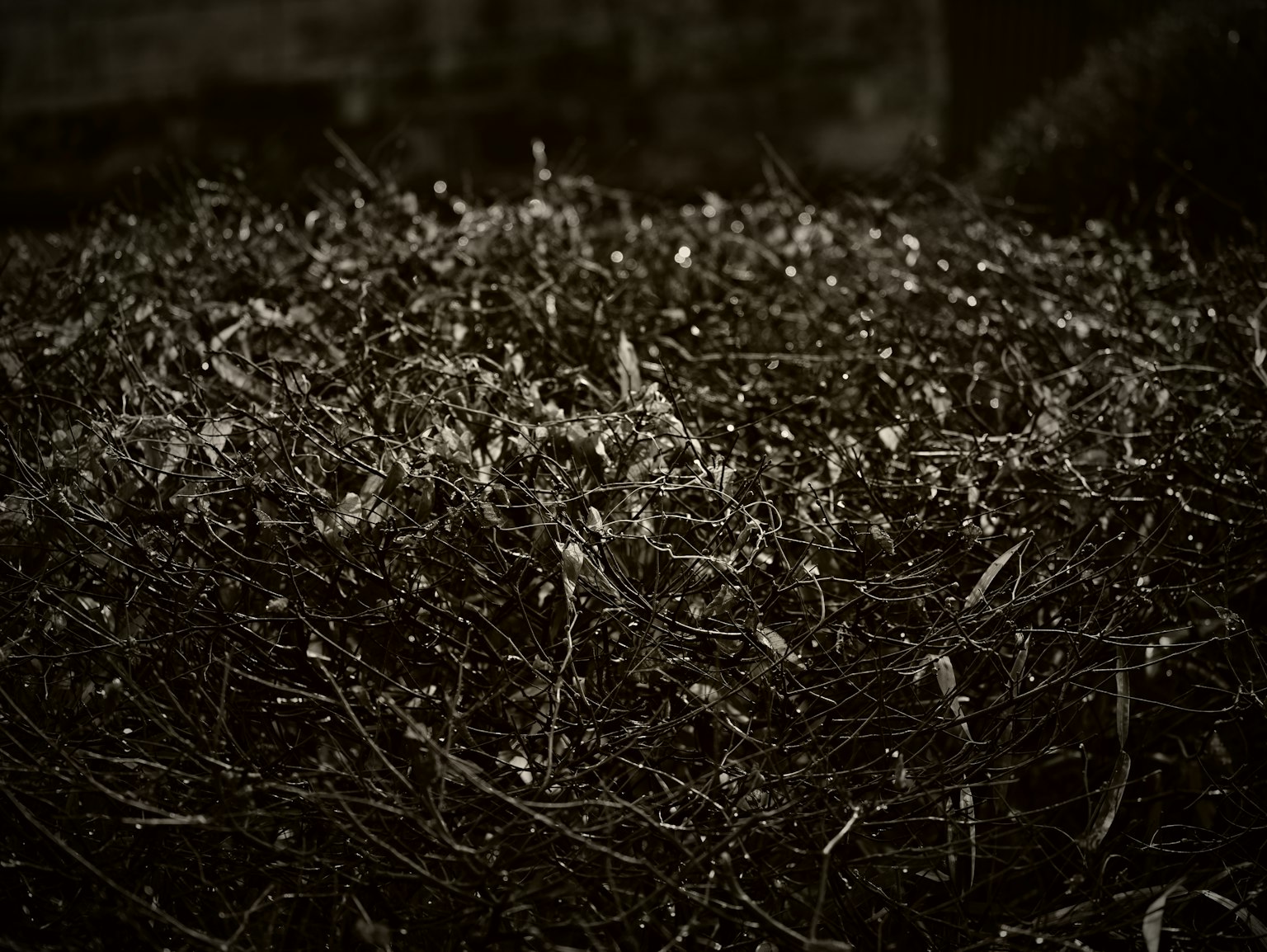 Un fond sombre avec de l'herbe fine et des petites fleurs éparpillées