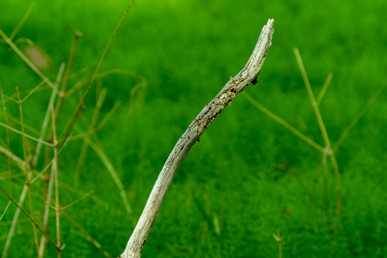 Gros plan d'une branche blanche mince sur un fond vert