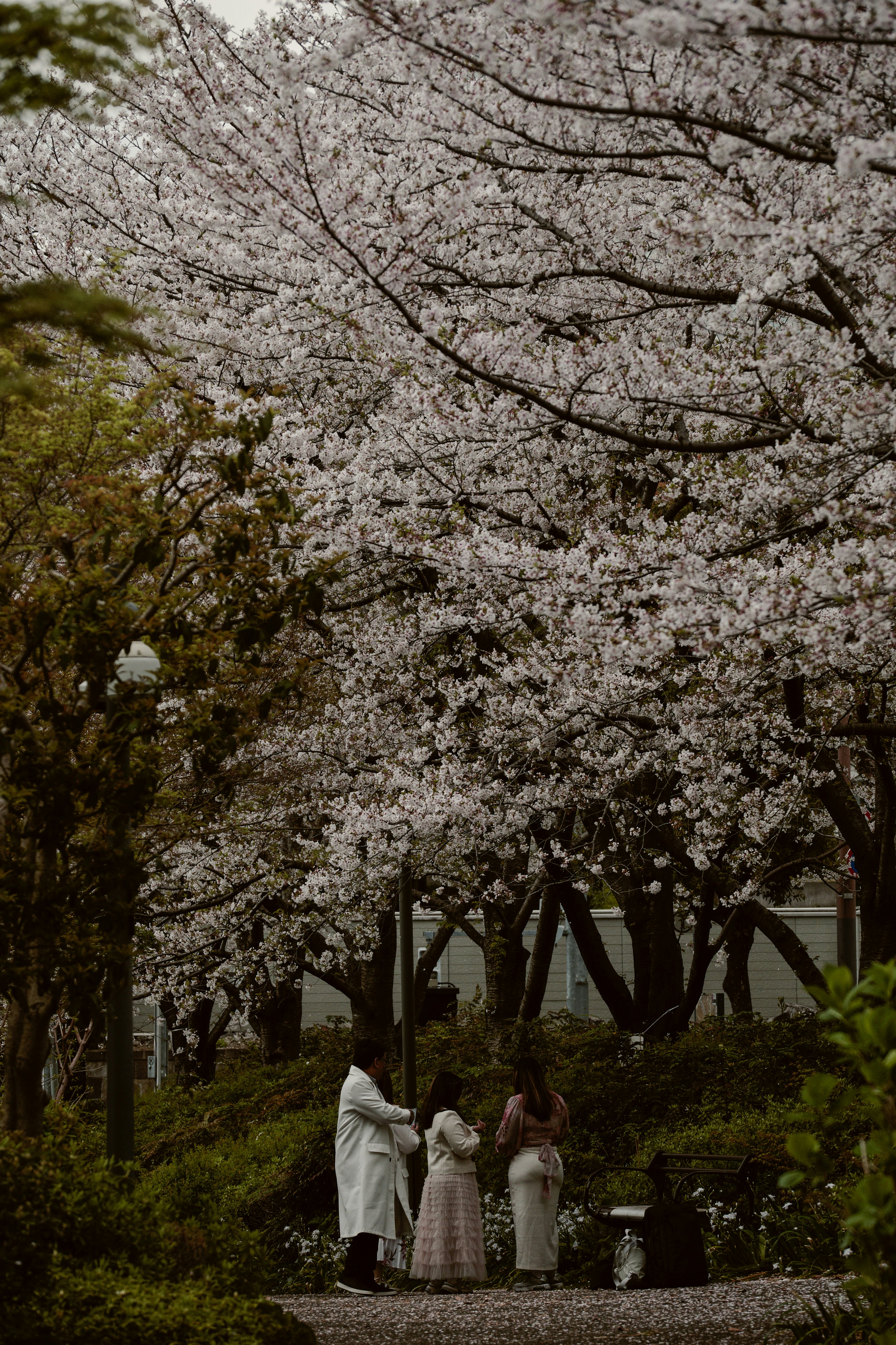 桜並木の下で花見を楽しむ人々のある公園の風景