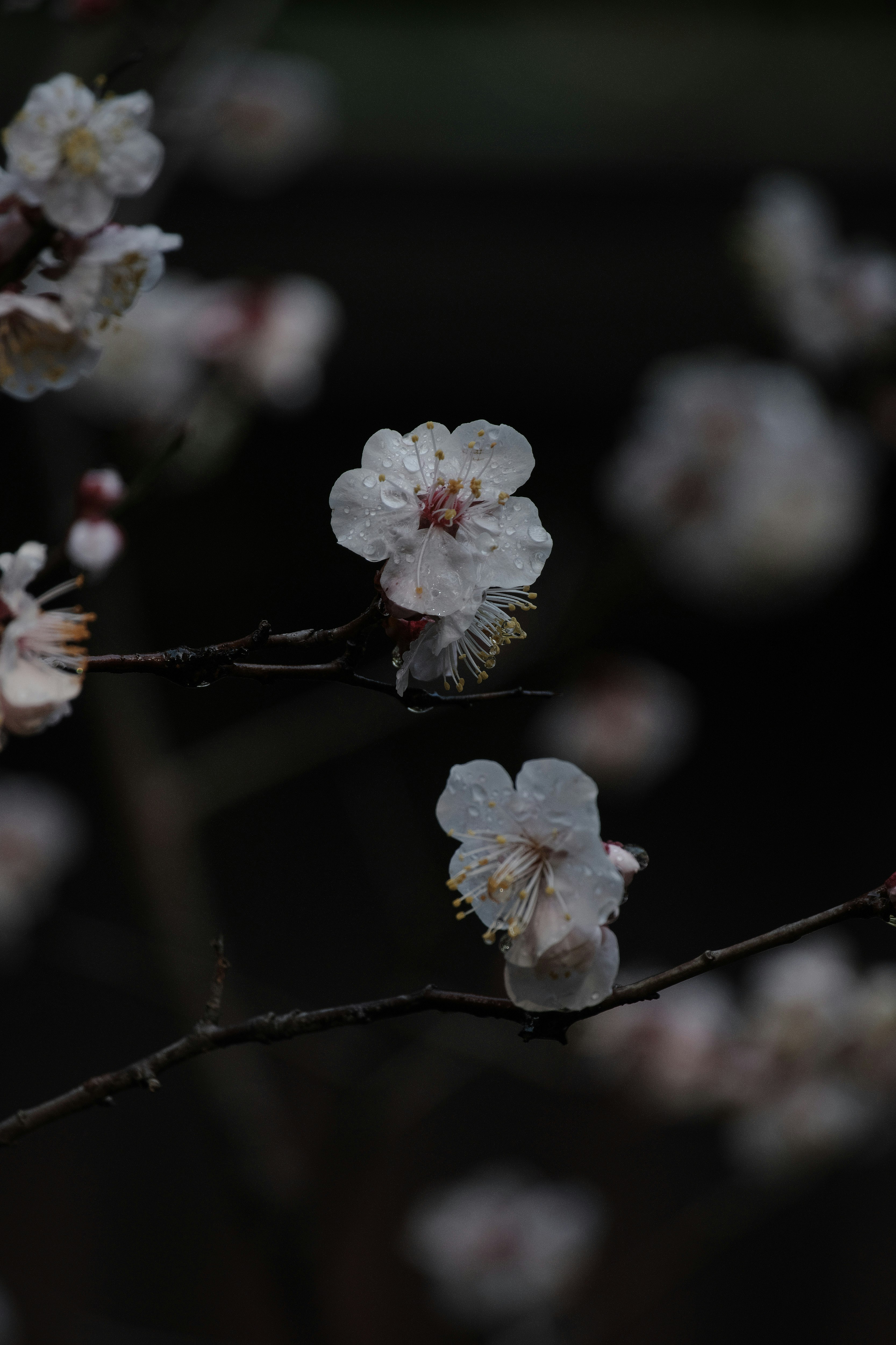 雨粒のついた梅の花のクローズアップ