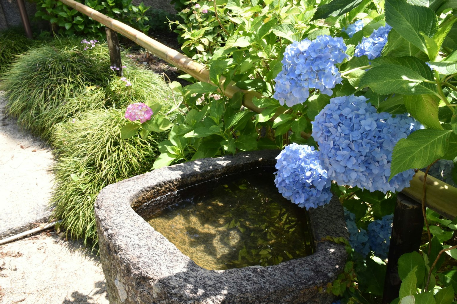 Pemandangan taman dengan bunga hydrangea biru dan kolam batu