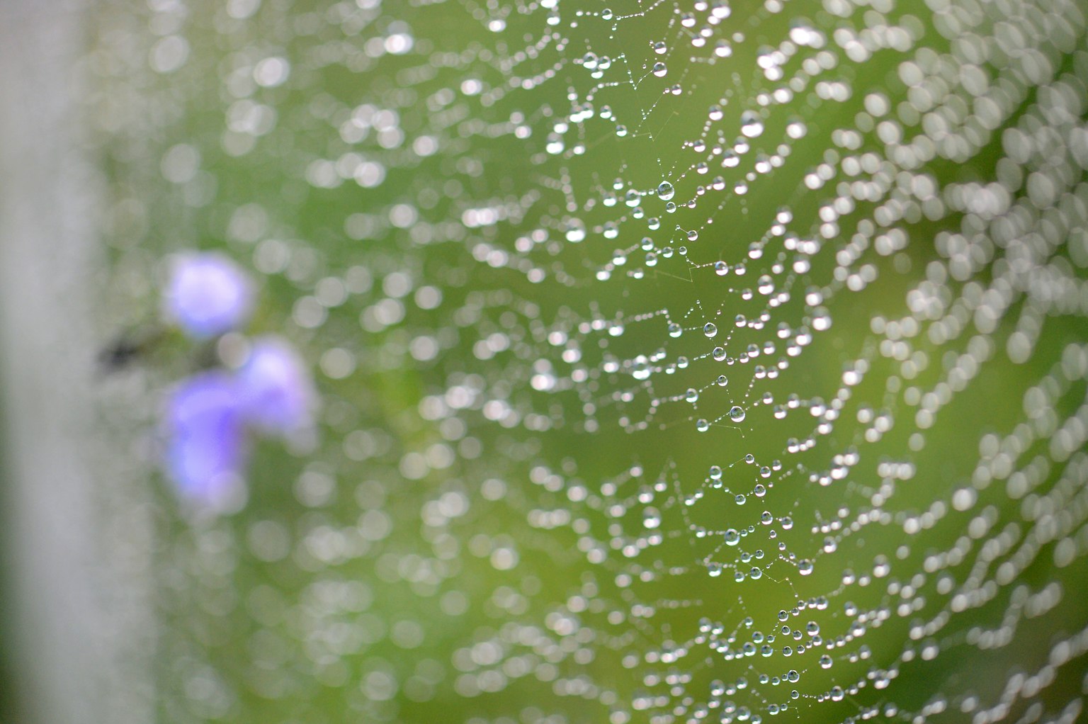 Wassertropfen auf einem grünen Hintergrund mit einer lila Blume