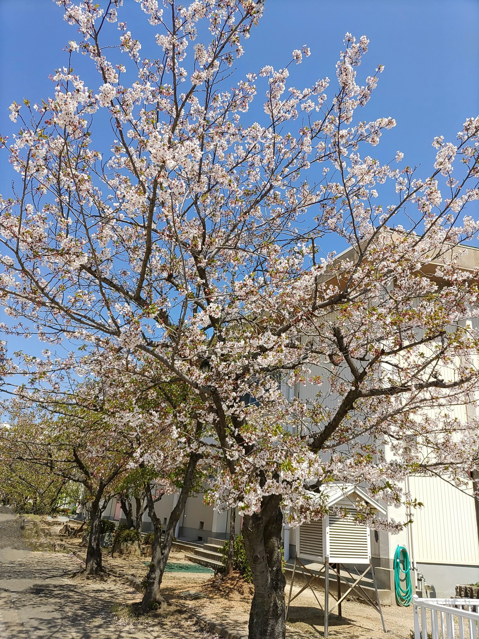 Kirschbaum in Blüte vor klarem blauen Himmel