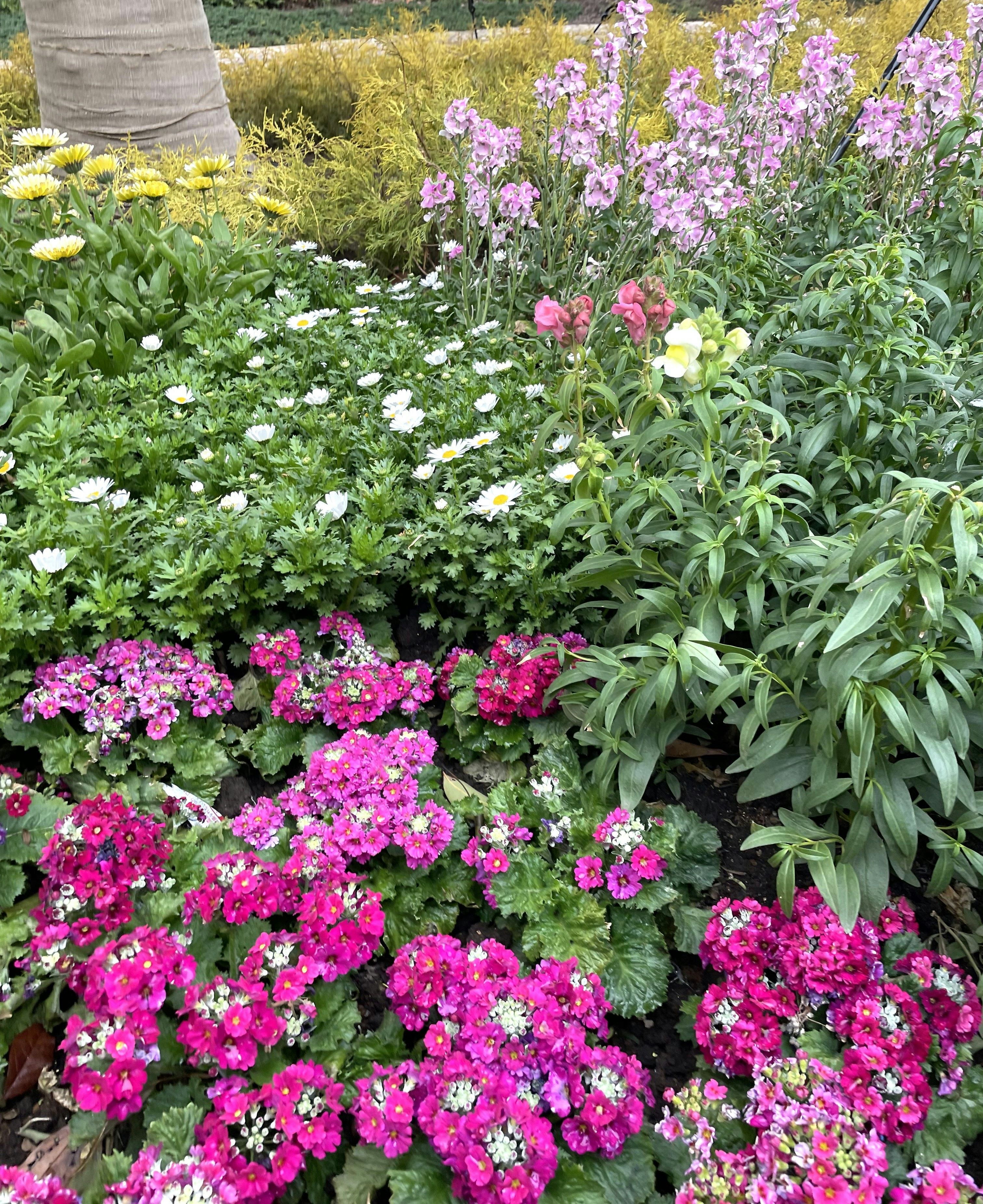 色とりどりの花が咲く花壇の寄せ植え
