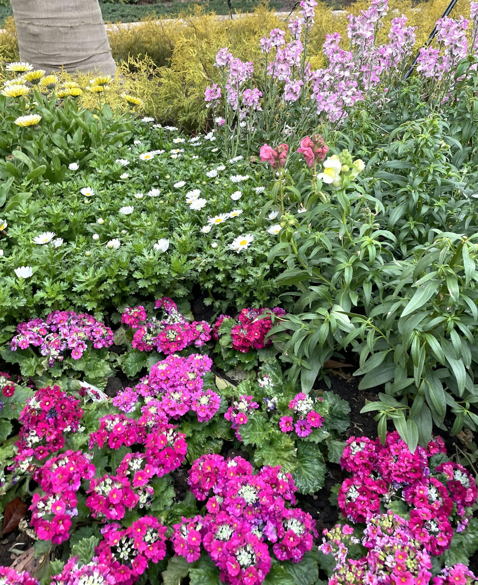 Lebendige rosa Blumen und weiße Blüten in einem Garten