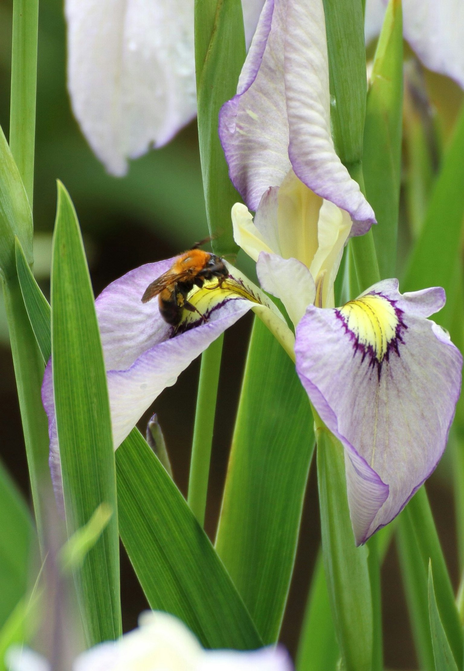 Primo piano di un'ape su un fiore di iris viola