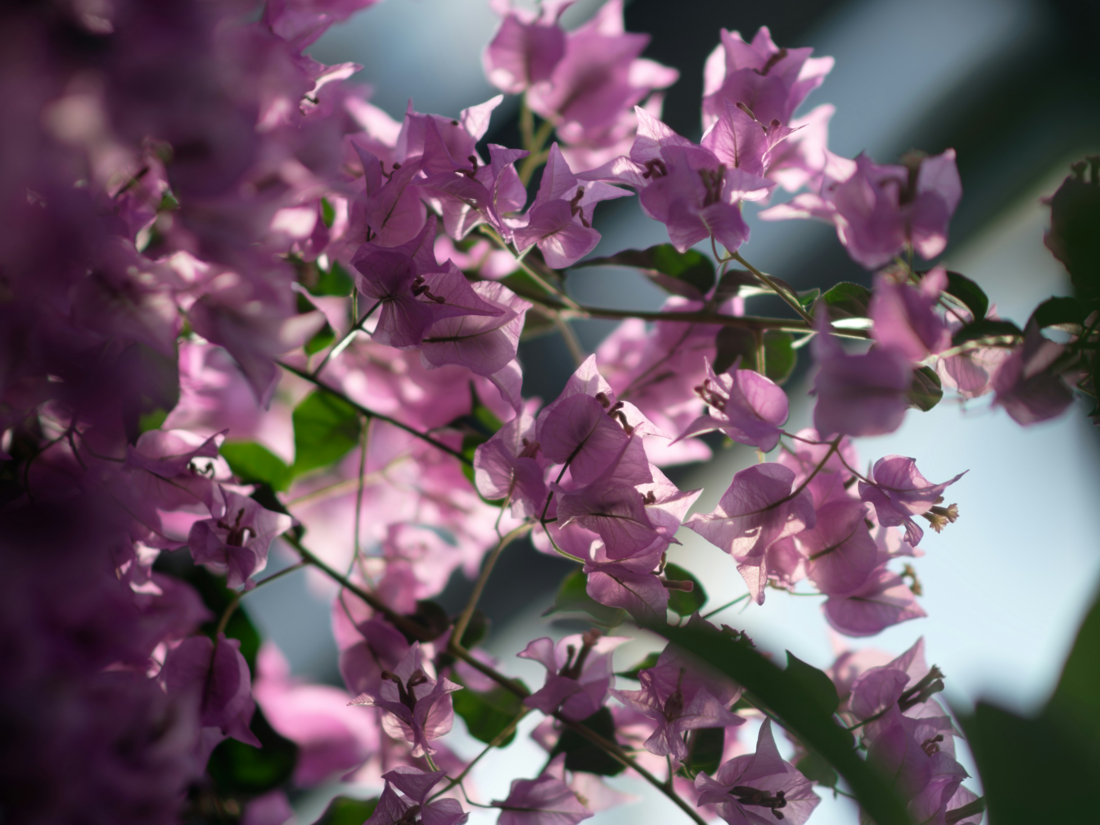 富山中央植物園の温室で咲くブーゲンビリアの花