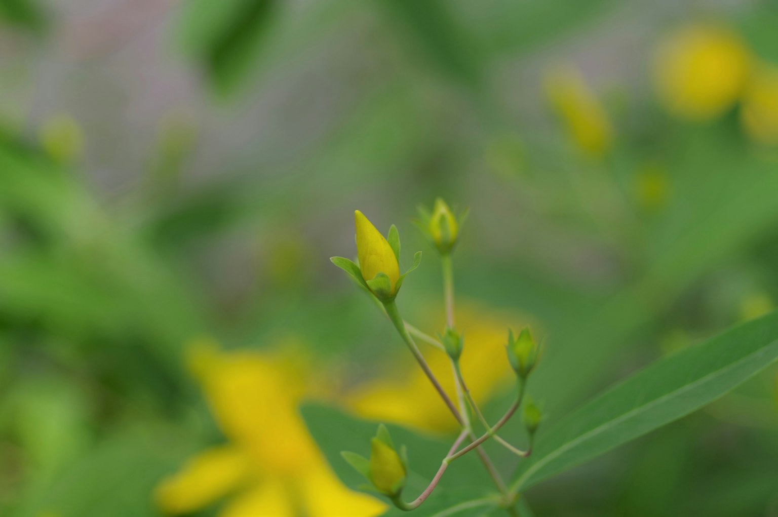 Boccioli di fiori gialli tra foglie verdi