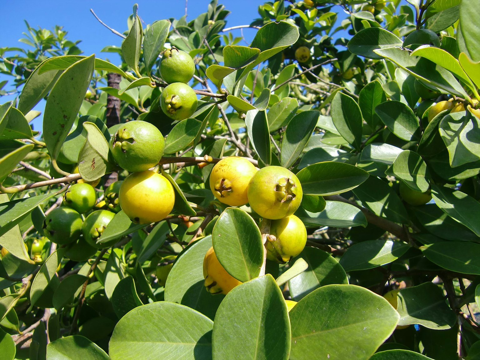 Rama de un árbol con frutos verdes y amarillos bajo un cielo azul