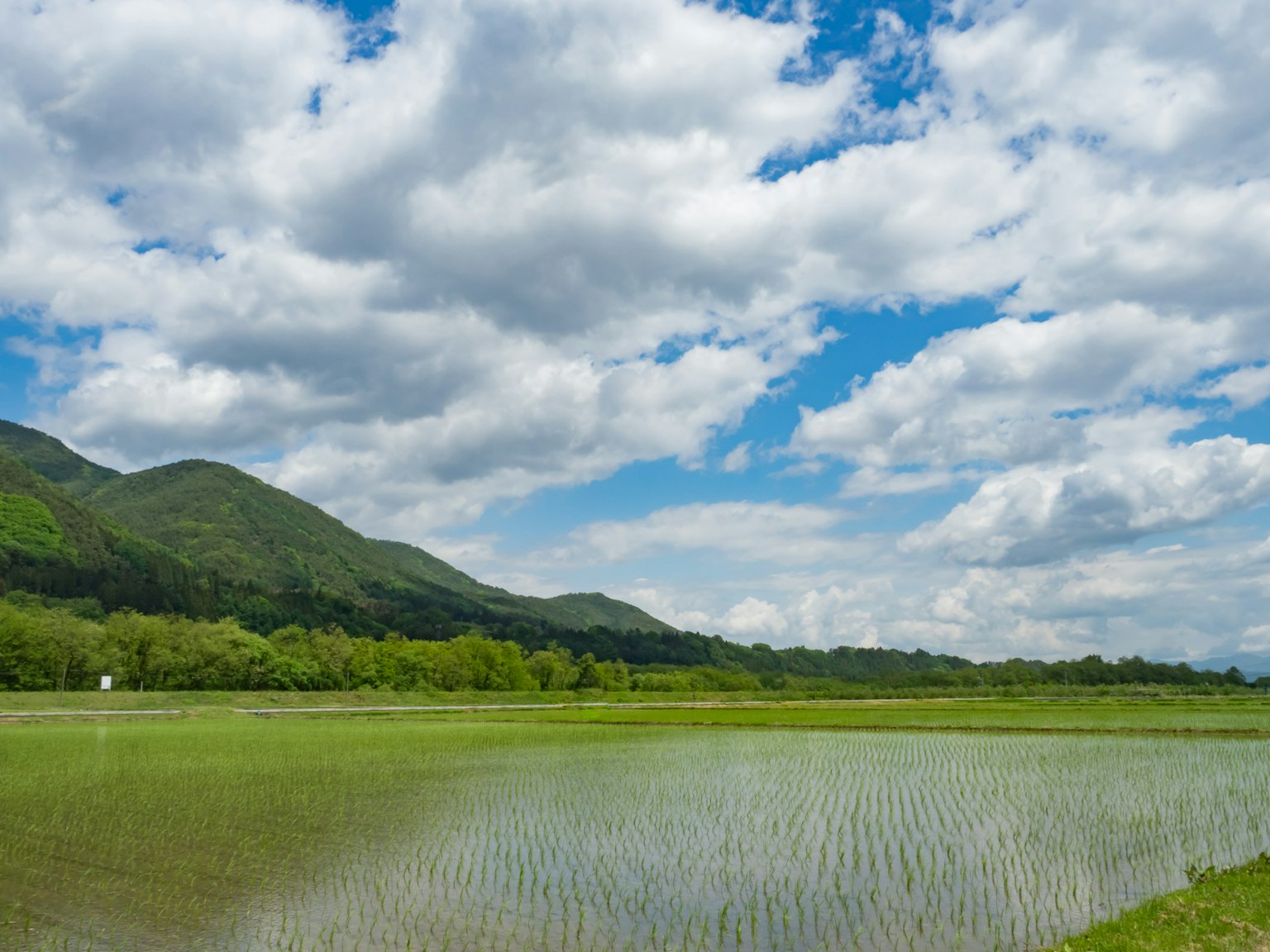 Scenic view of green mountains and rice fields under a blue sky with fluffy white clouds
