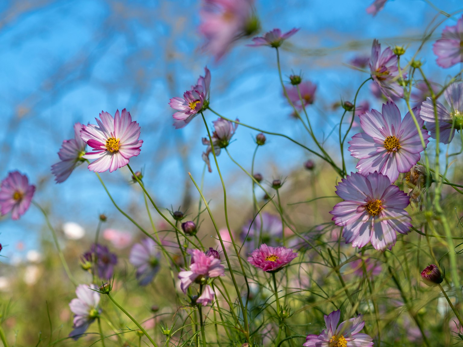 Groupe de fleurs violettes fleurissant sous un ciel bleu