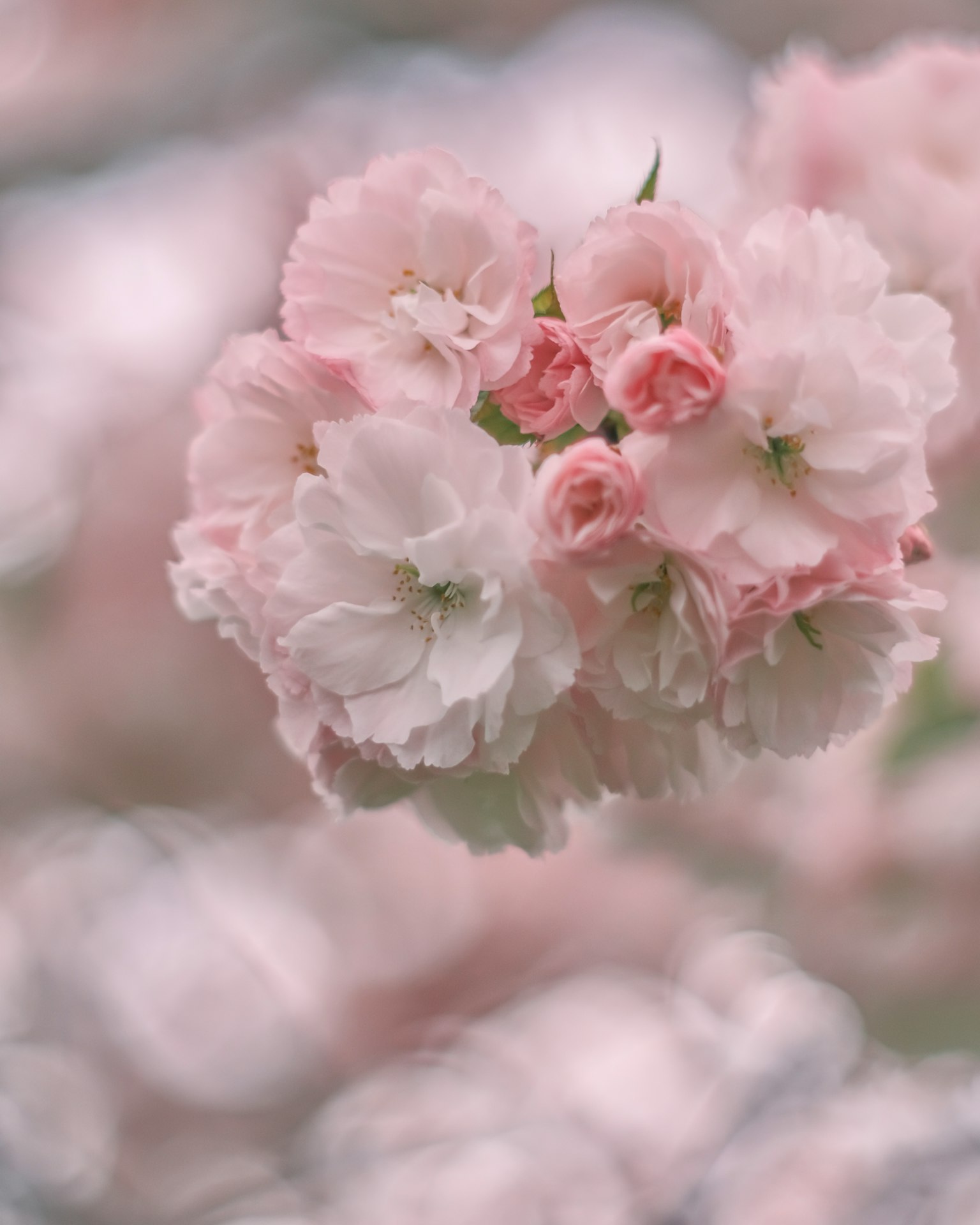Un bellissimo bouquet di fiori rosa e bianchi morbidi