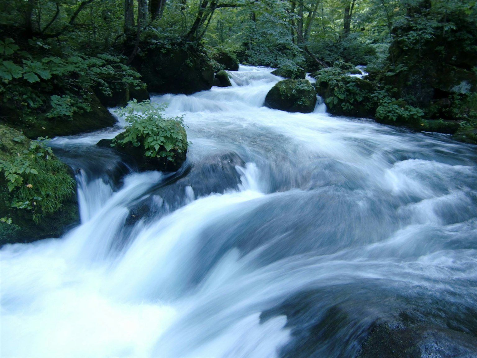 Una hermosa escena de un arroyo claro fluyendo a través de un bosque verde