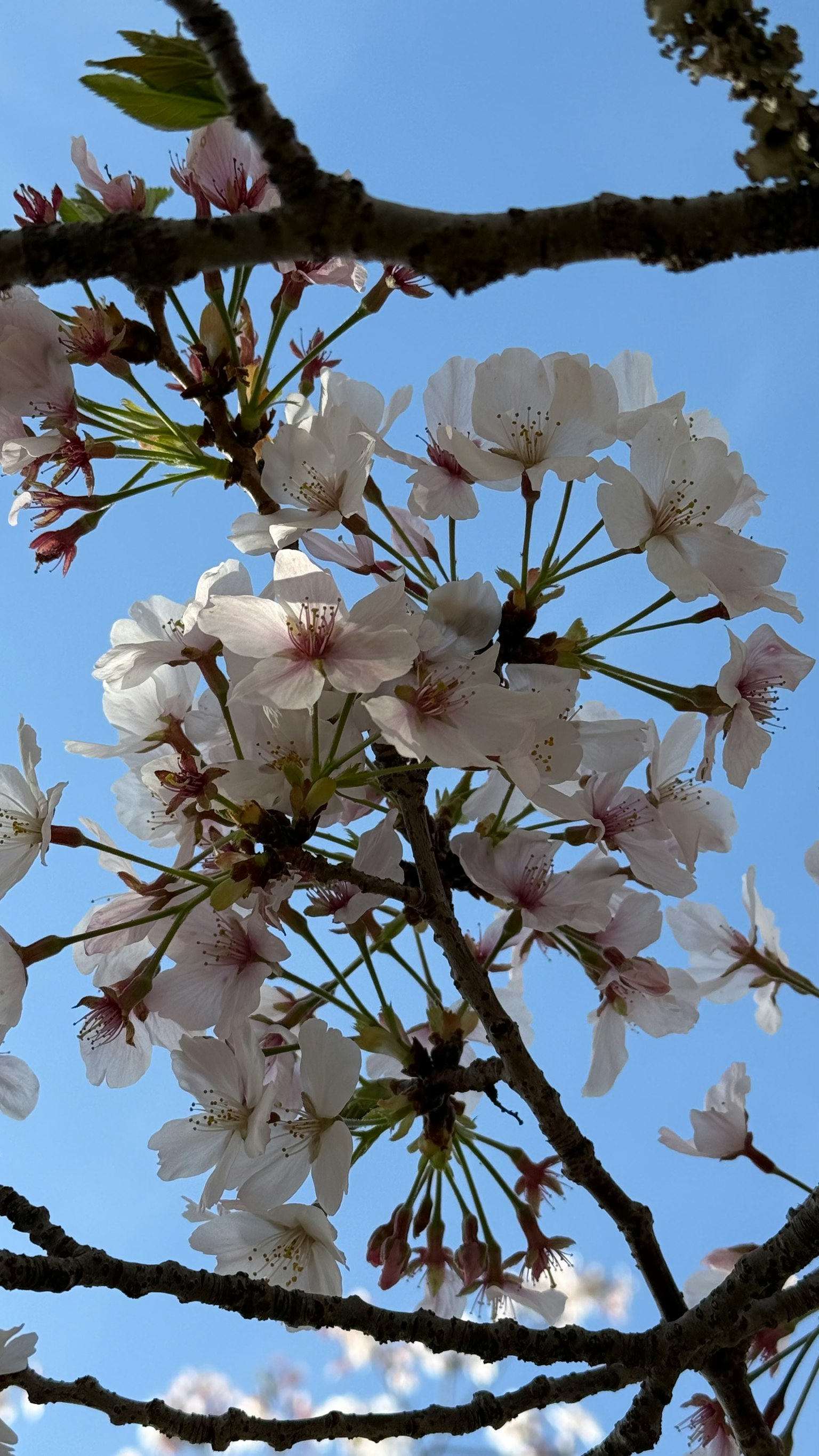 Kirschblüten blühen vor einem blauen Himmel
