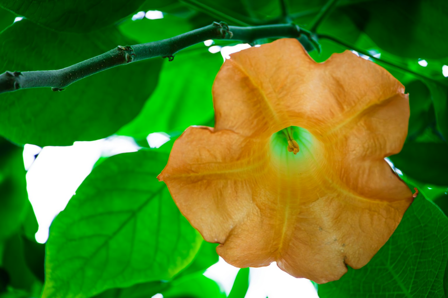Lebendige orange Blume mit grünen Blättern und Stängel