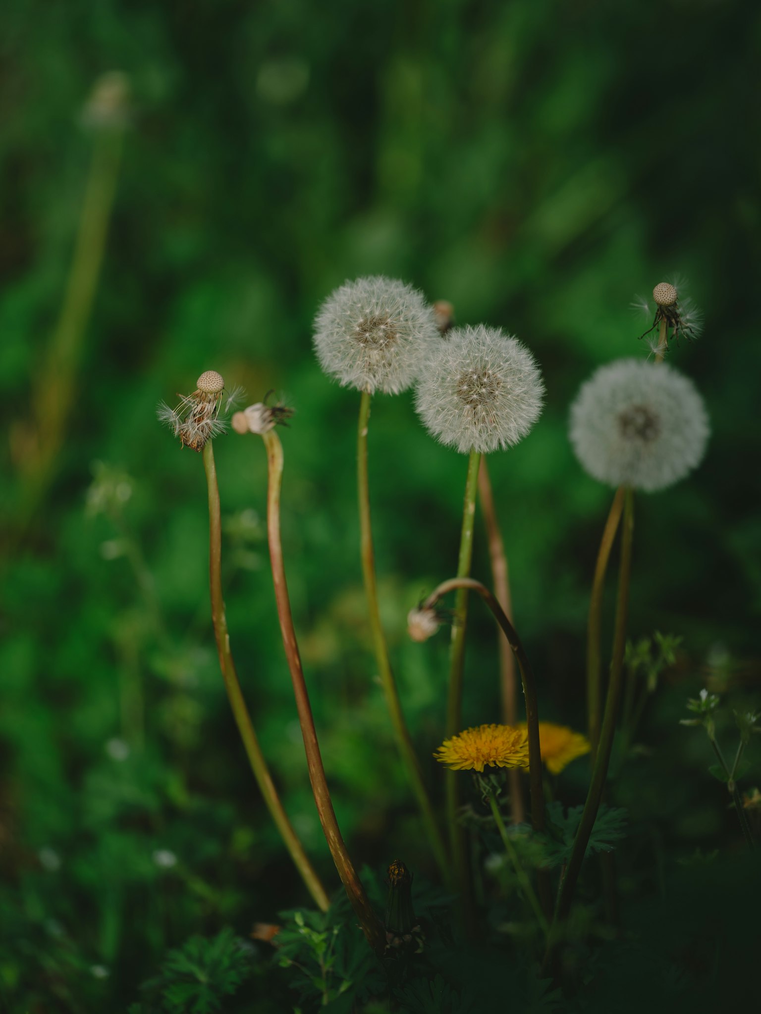 Kepala biji dandelion di latar belakang hijau