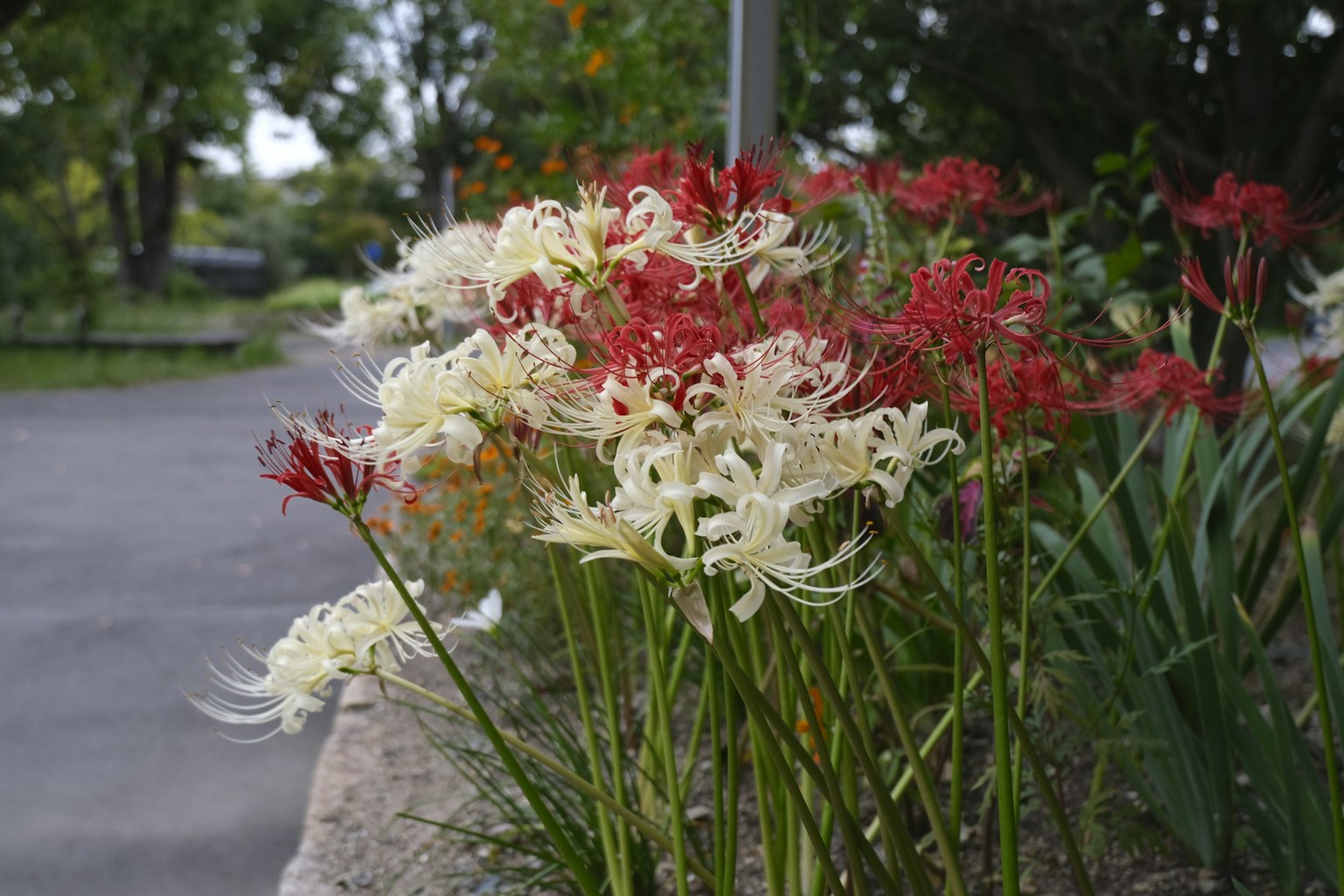 Pemandangan dengan lily laba-laba merah dan putih