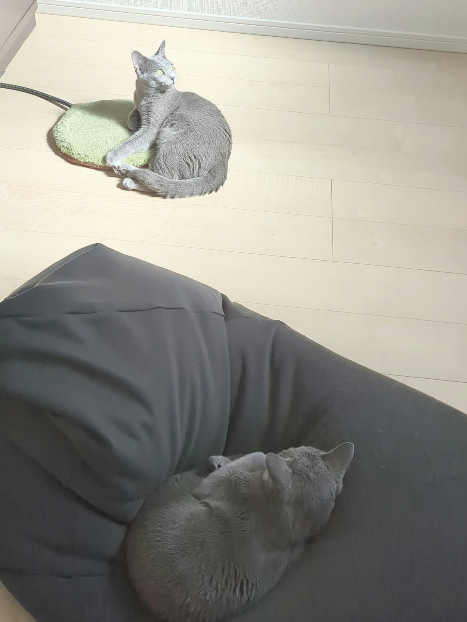 Due gatti grigi si rilassano su un pavimento beige uno seduto su un cuscino verde