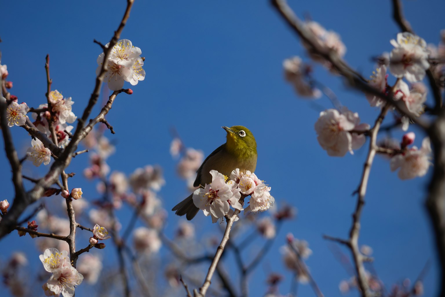 Ein kleiner grüner Vogel sitzt auf Kirschblüten unter einem blauen Himmel