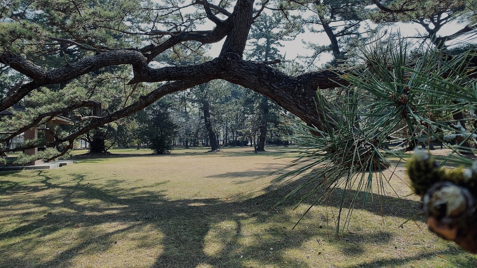 Escena de parque con césped verde y sombras de árboles