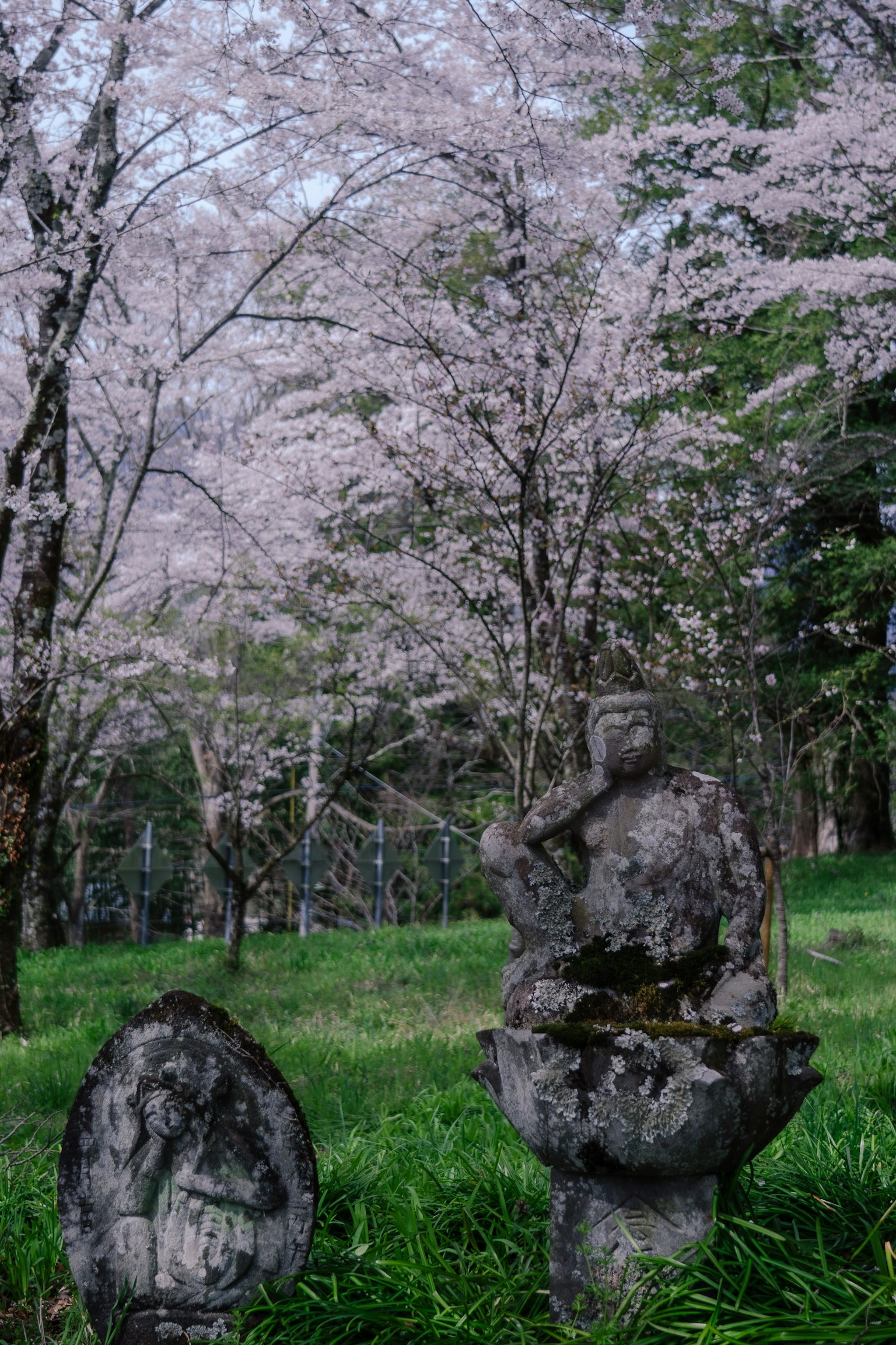 公園中盛開的櫻花樹旁的古老石像和墓碑