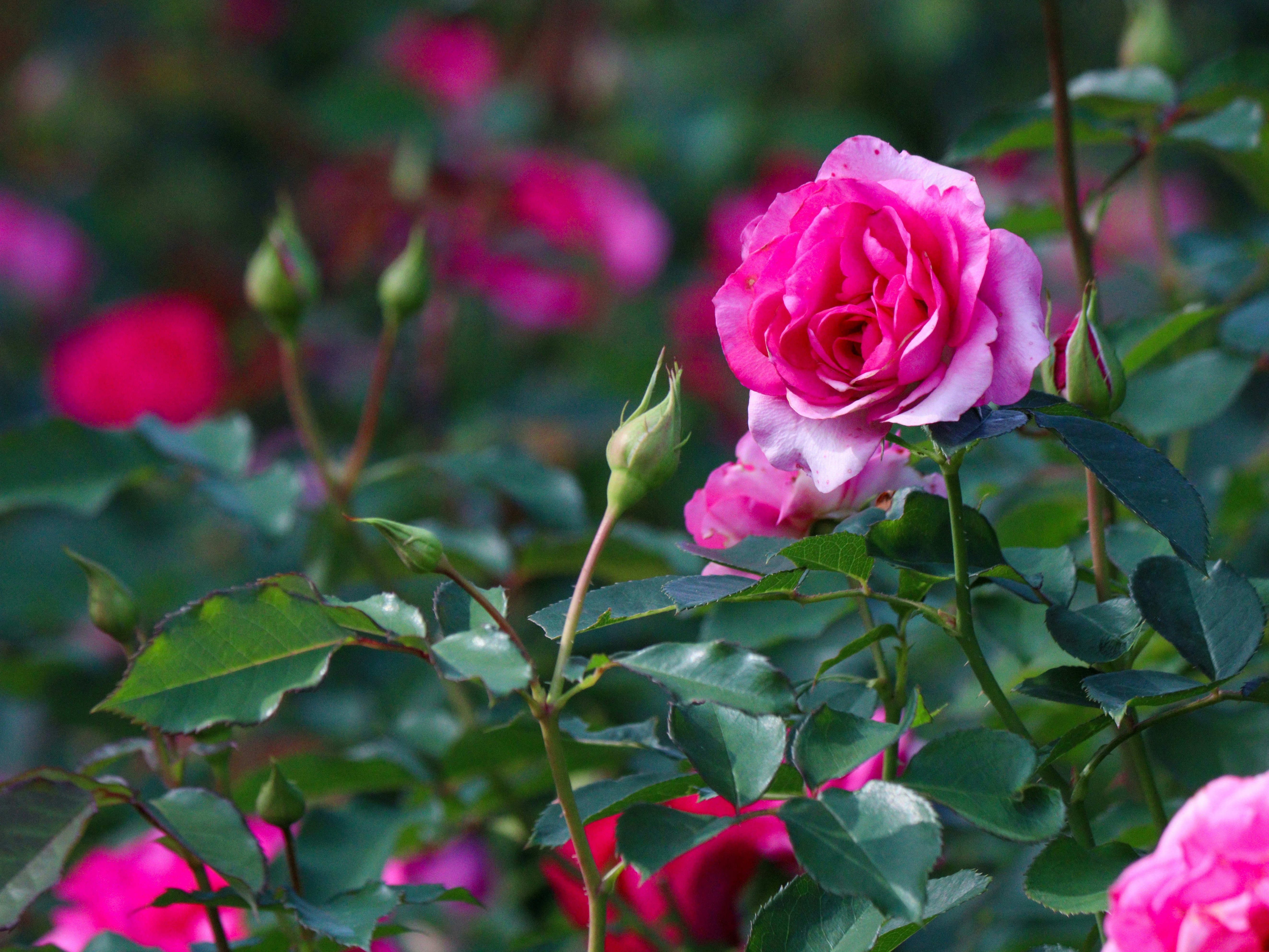 秋のバラ園で咲くピンクのバラの花と葉
