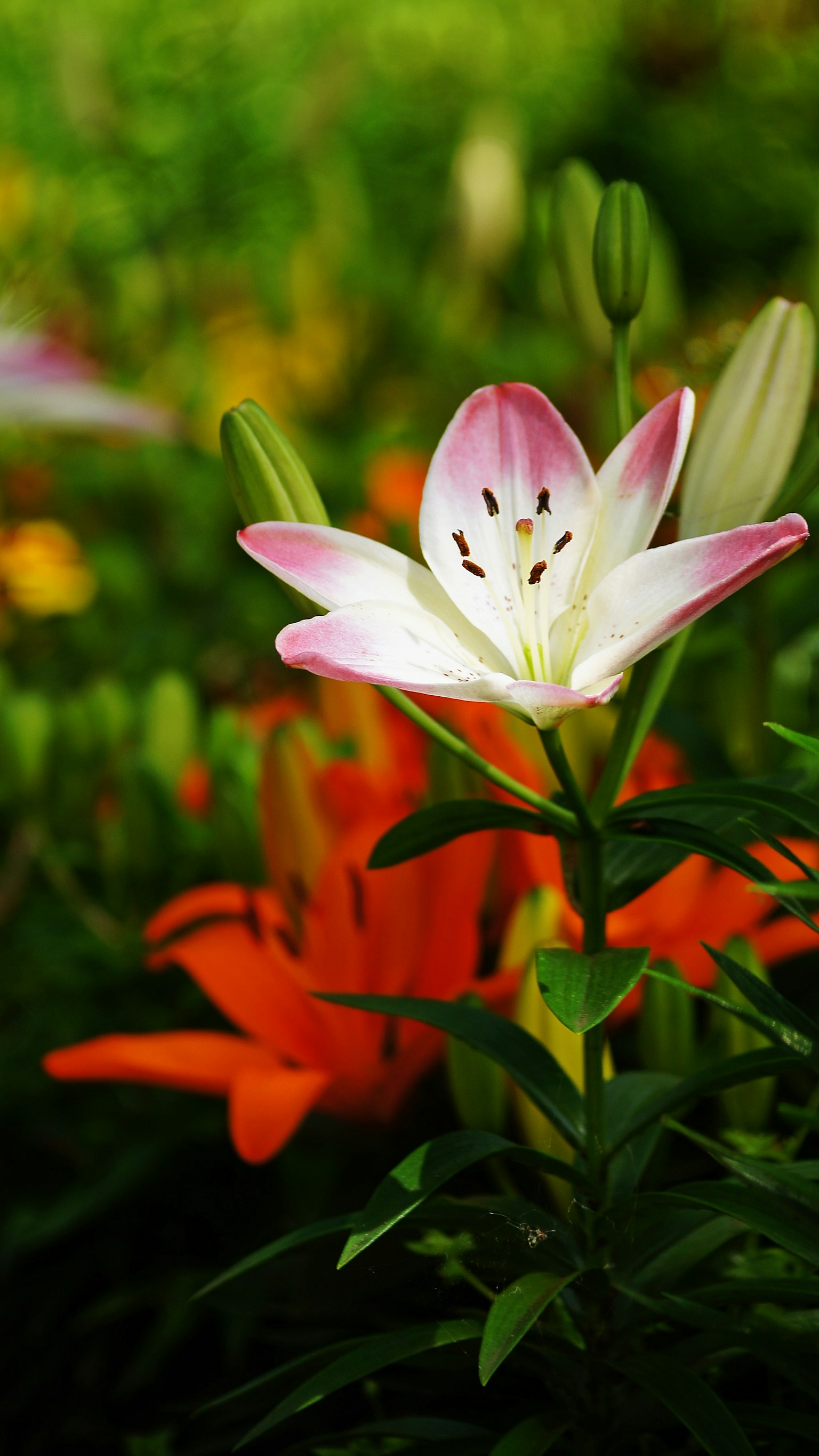 Una flor de lirio blanca y rosa floreciendo sobre un fondo verde