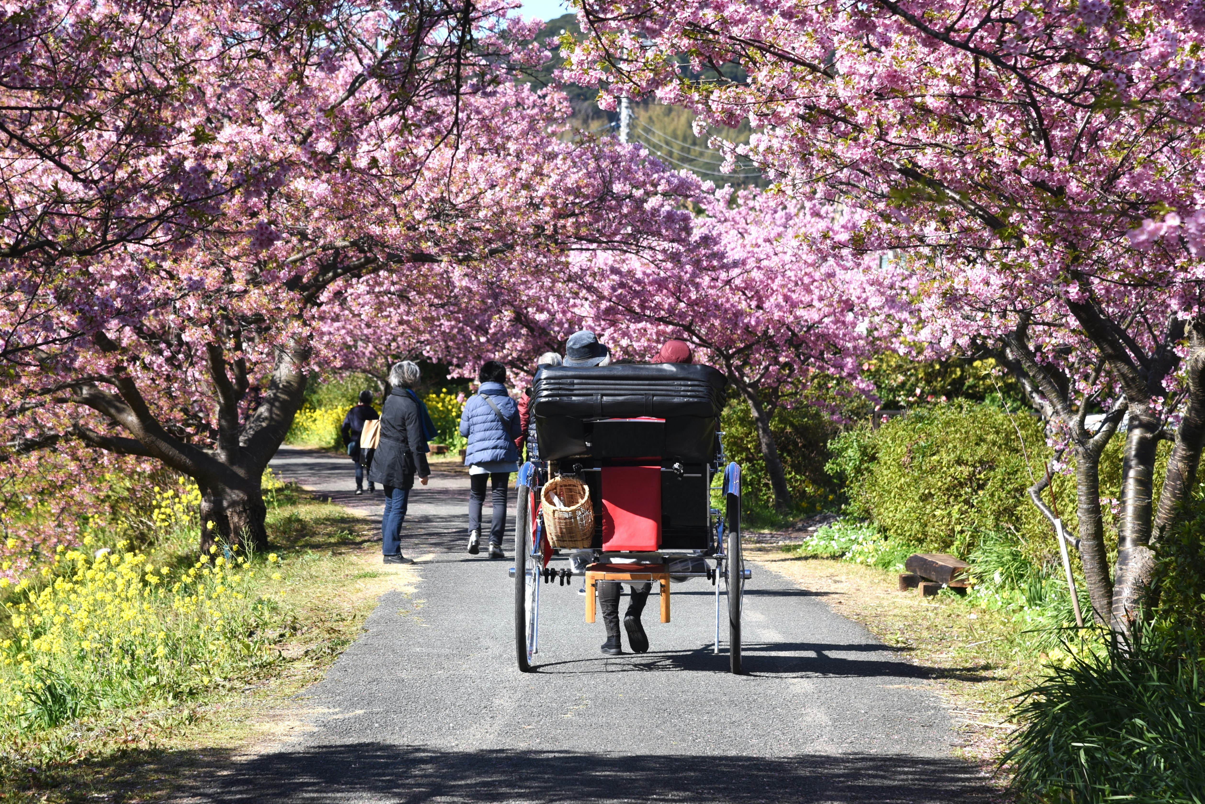 桜並木の人力車と観光客の散策路