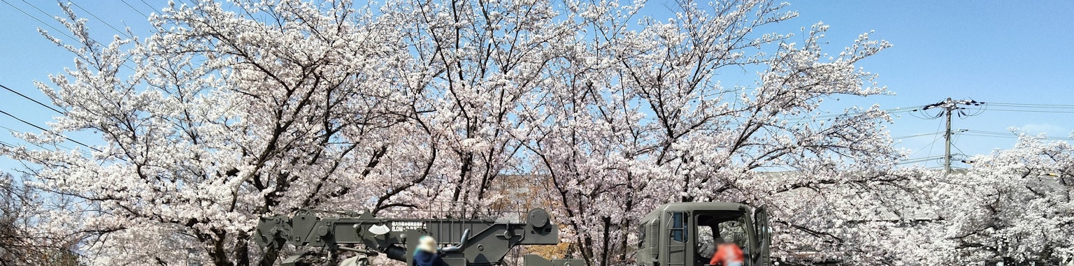 Cerisier en fleurs sous un ciel bleu clair