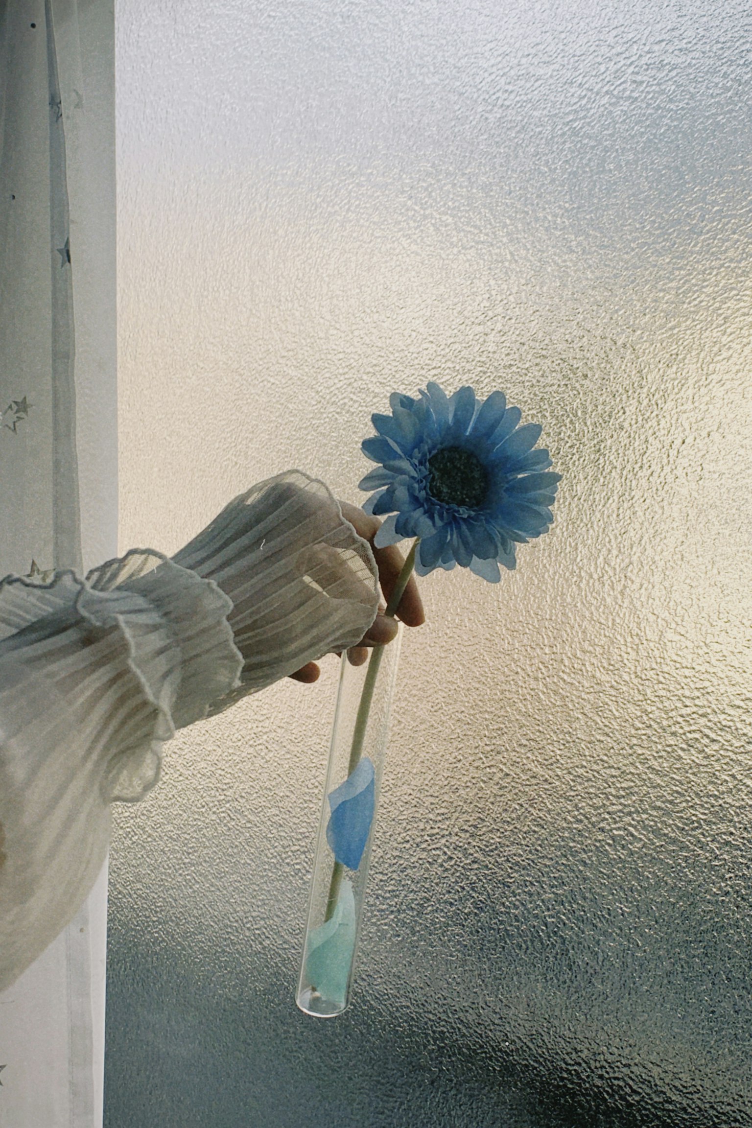 A hand holding a blue flower in front of a frosted window