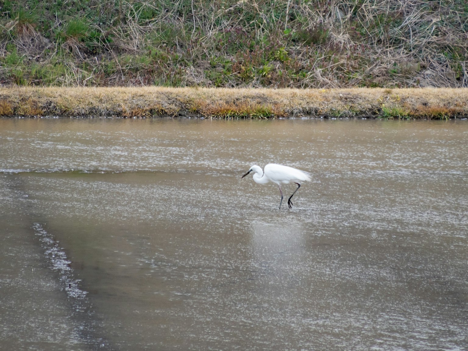 A white bird standing on the water surface