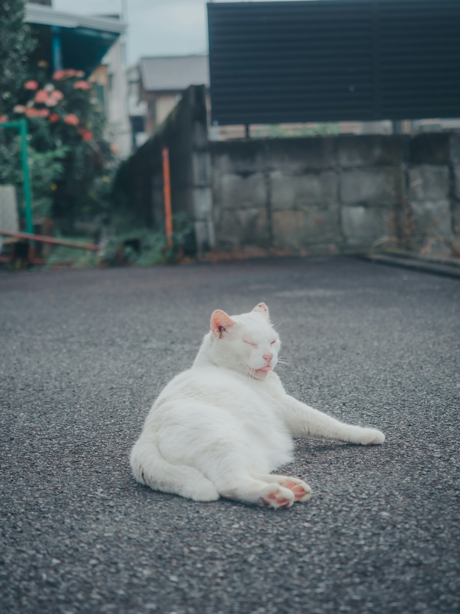 Eine weiße Katze, die auf einer gepflasterten Straße liegt