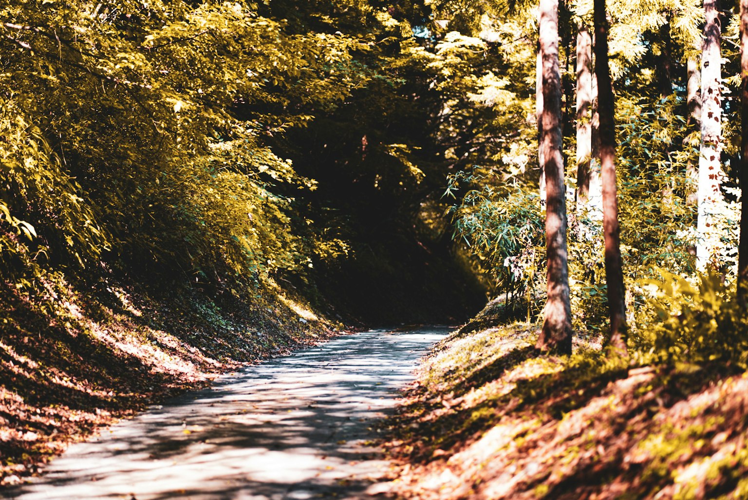 Un camino sereno rodeado de árboles verdes