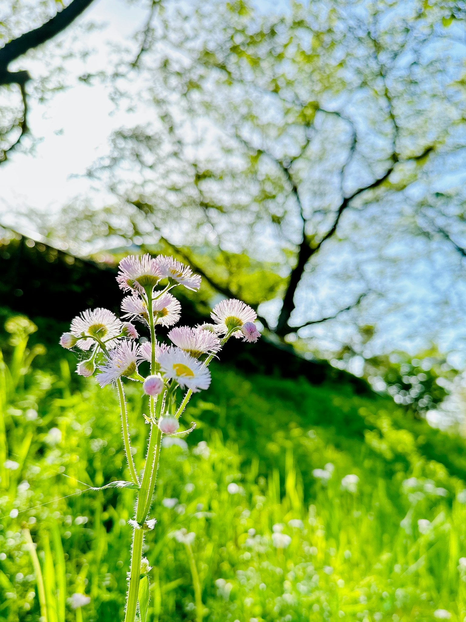 Petites fleurs blanches fleurissant dans une prairie verte sous un ciel bleu
