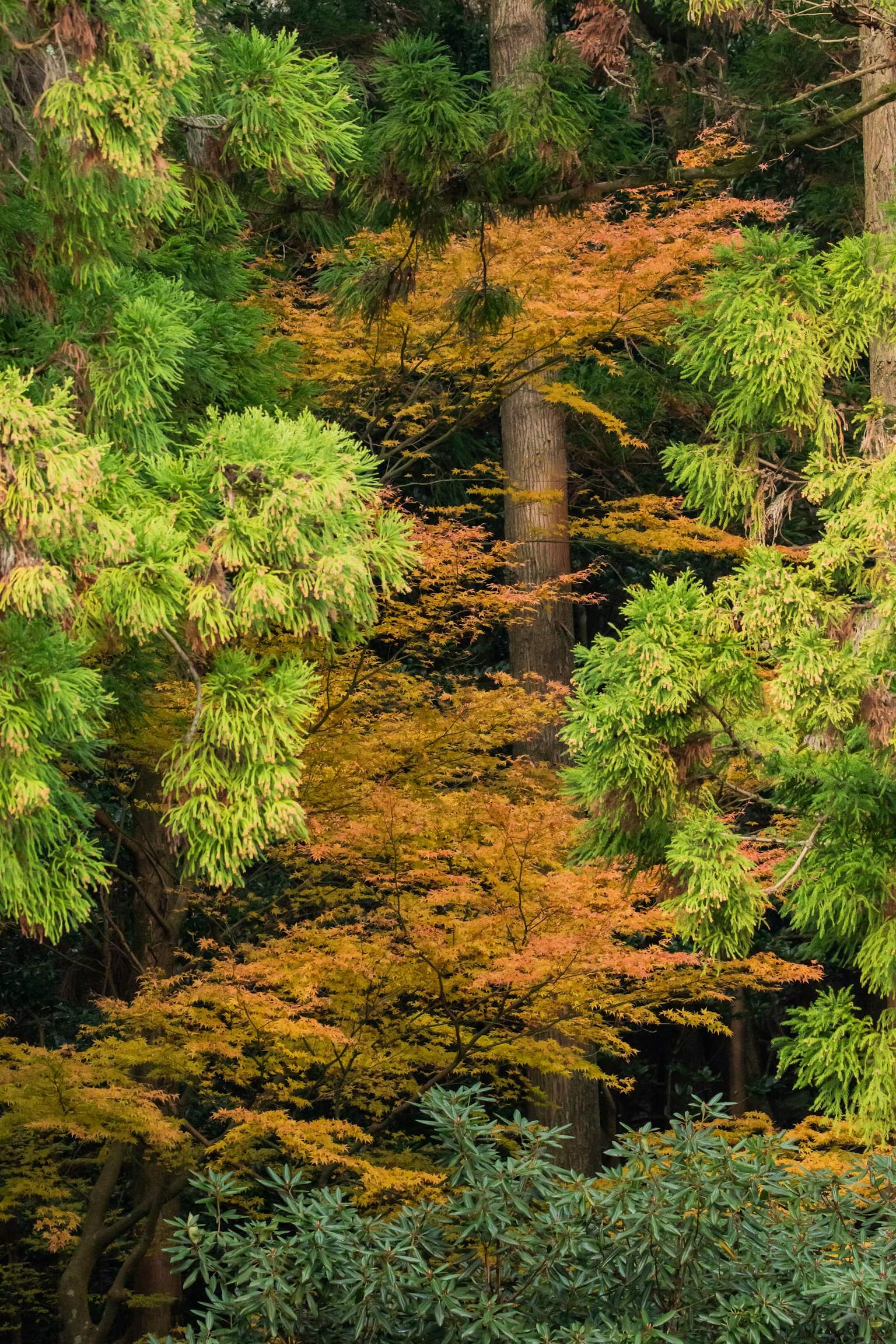 Un paysage forestier avec un mélange de feuillage vert et orange