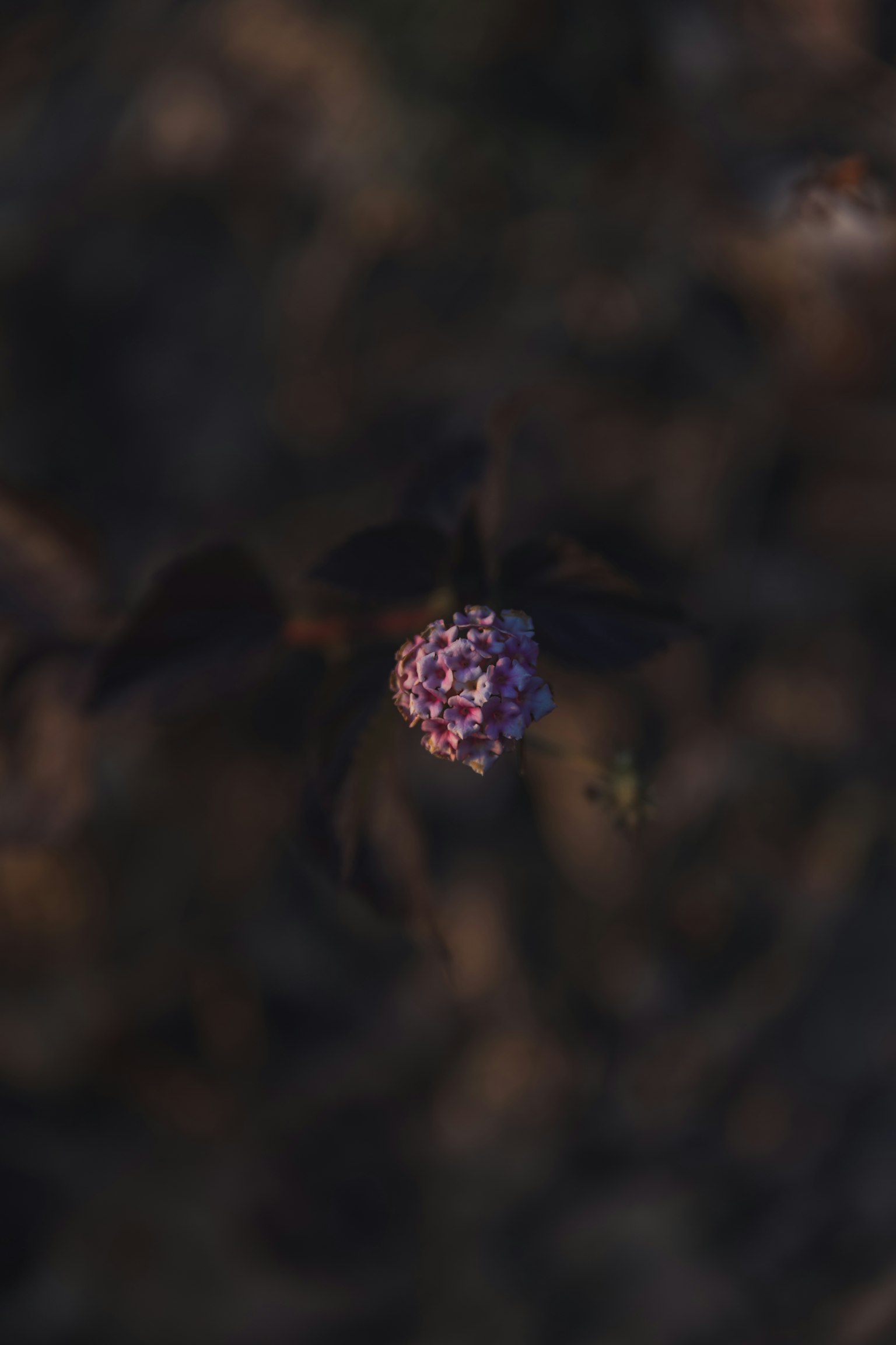 Cận cảnh hoa màu tím trên nền tối