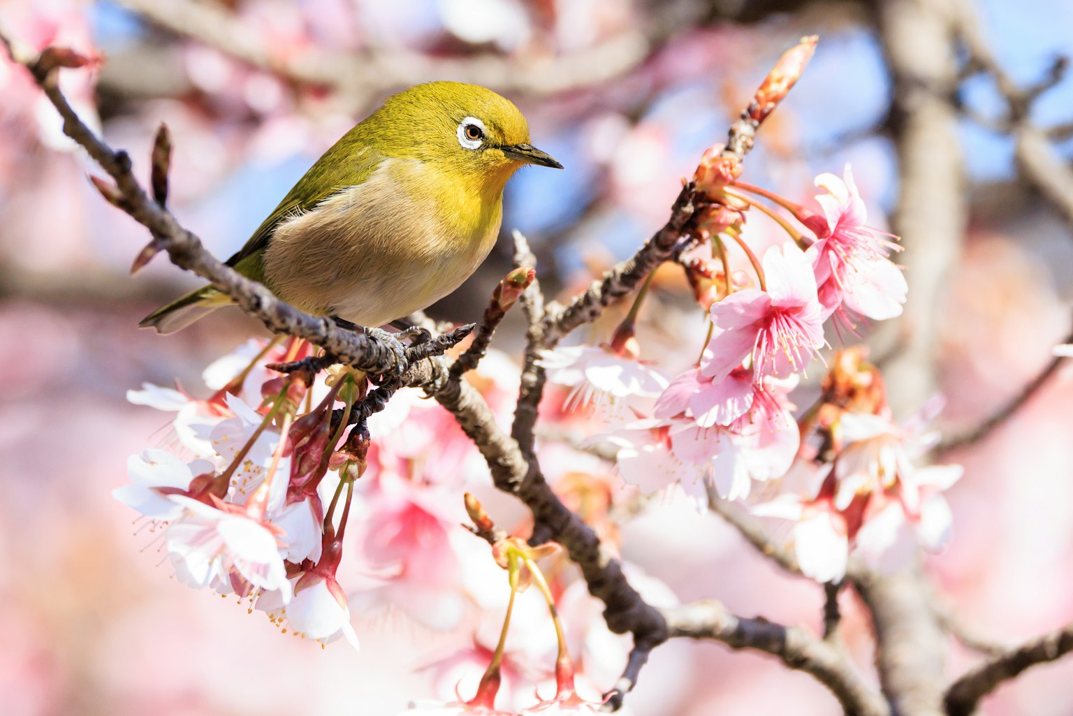 Piccolo uccello verde appollaiato tra i fiori di ciliegio