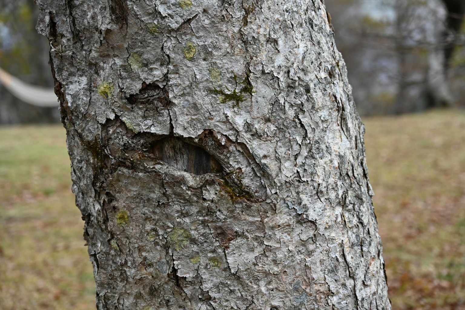 Primo piano della corteccia d'albero texturizzata con motivi naturali