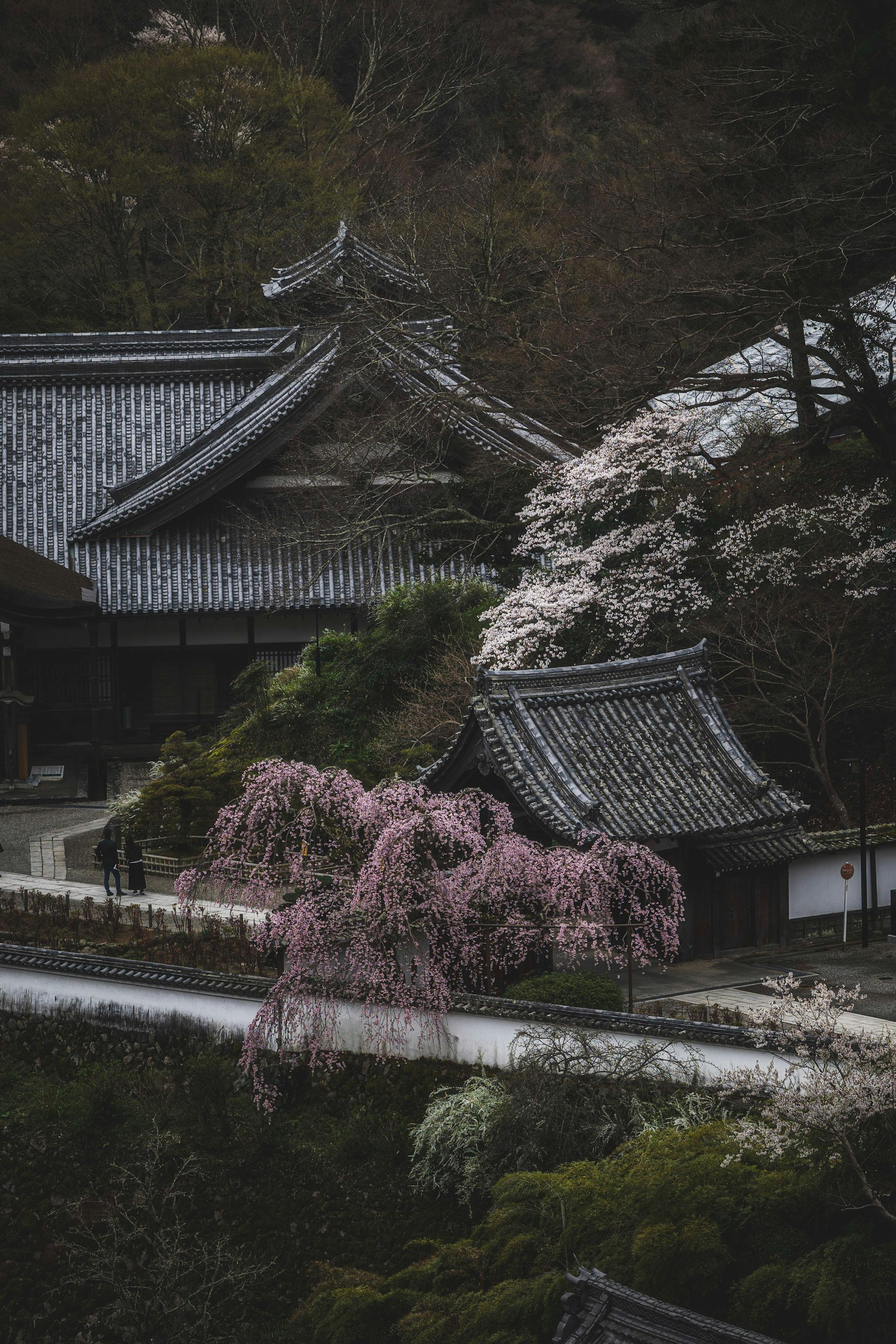 石垣と寺院の屋根、満開のしだれ桜が咲く庭園