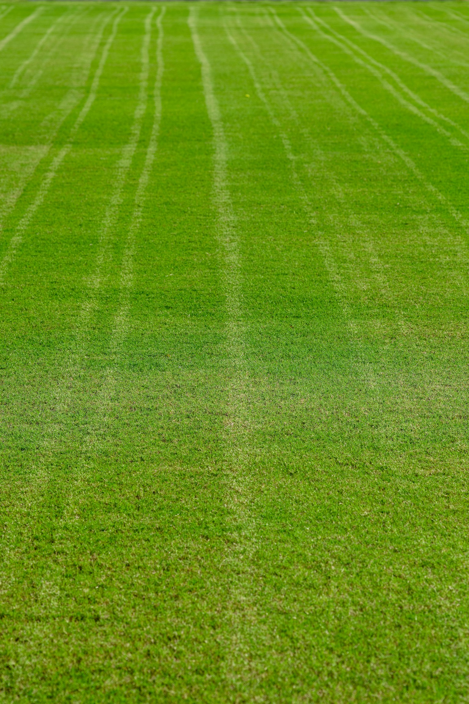 Green lawn with linear stripe patterns