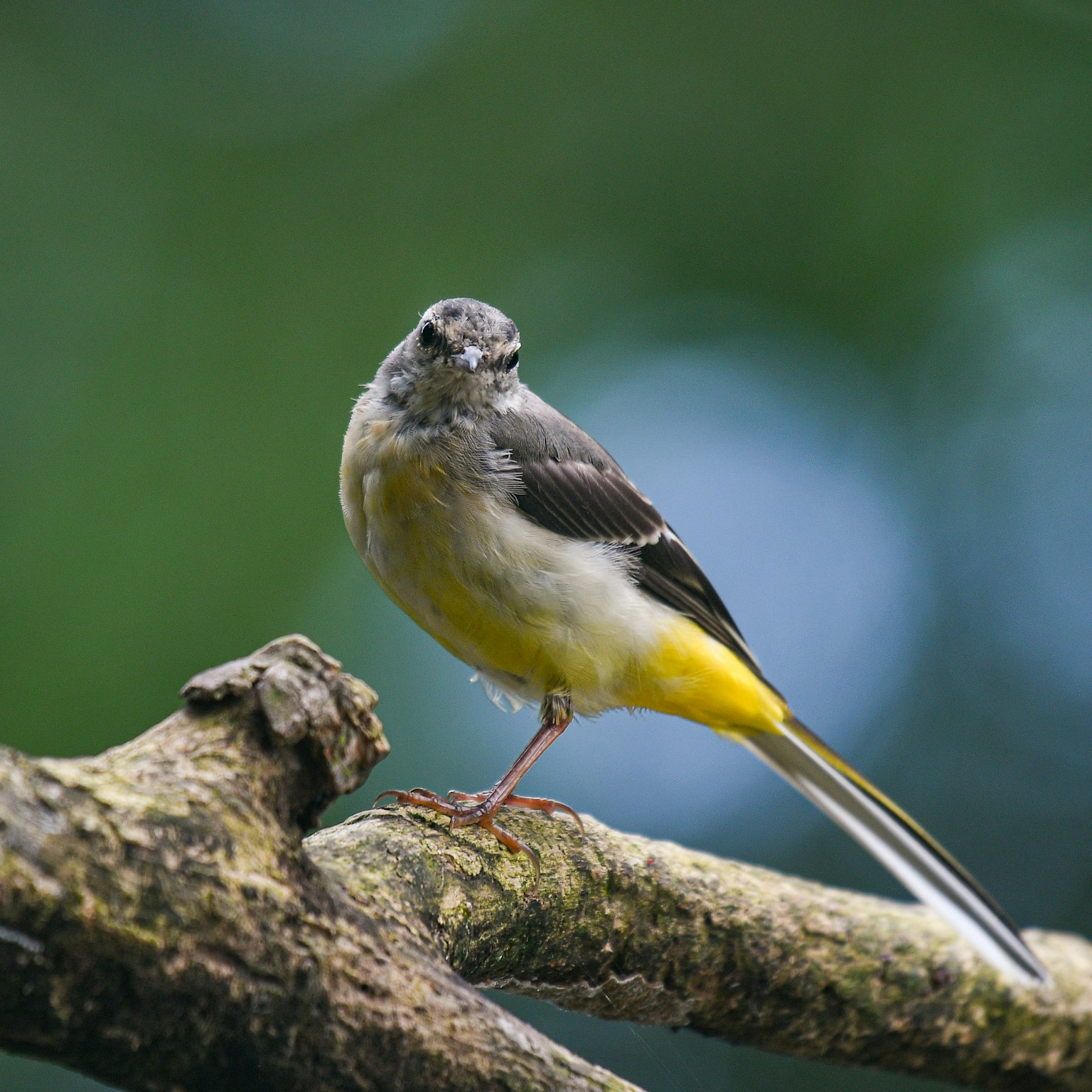 Un bel oiseau perché sur une branche avec un ventre jaune et des ailes grises