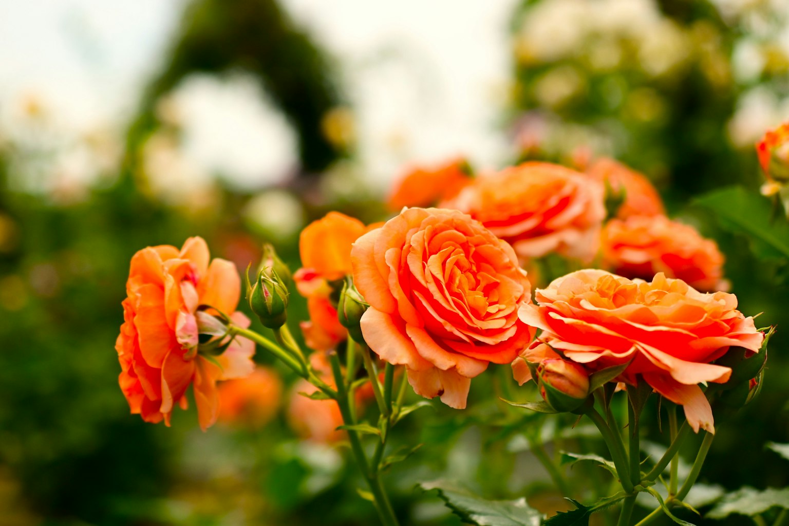 Nahaufnahme von blühenden orangefarbenen Rosen in einem Garten
